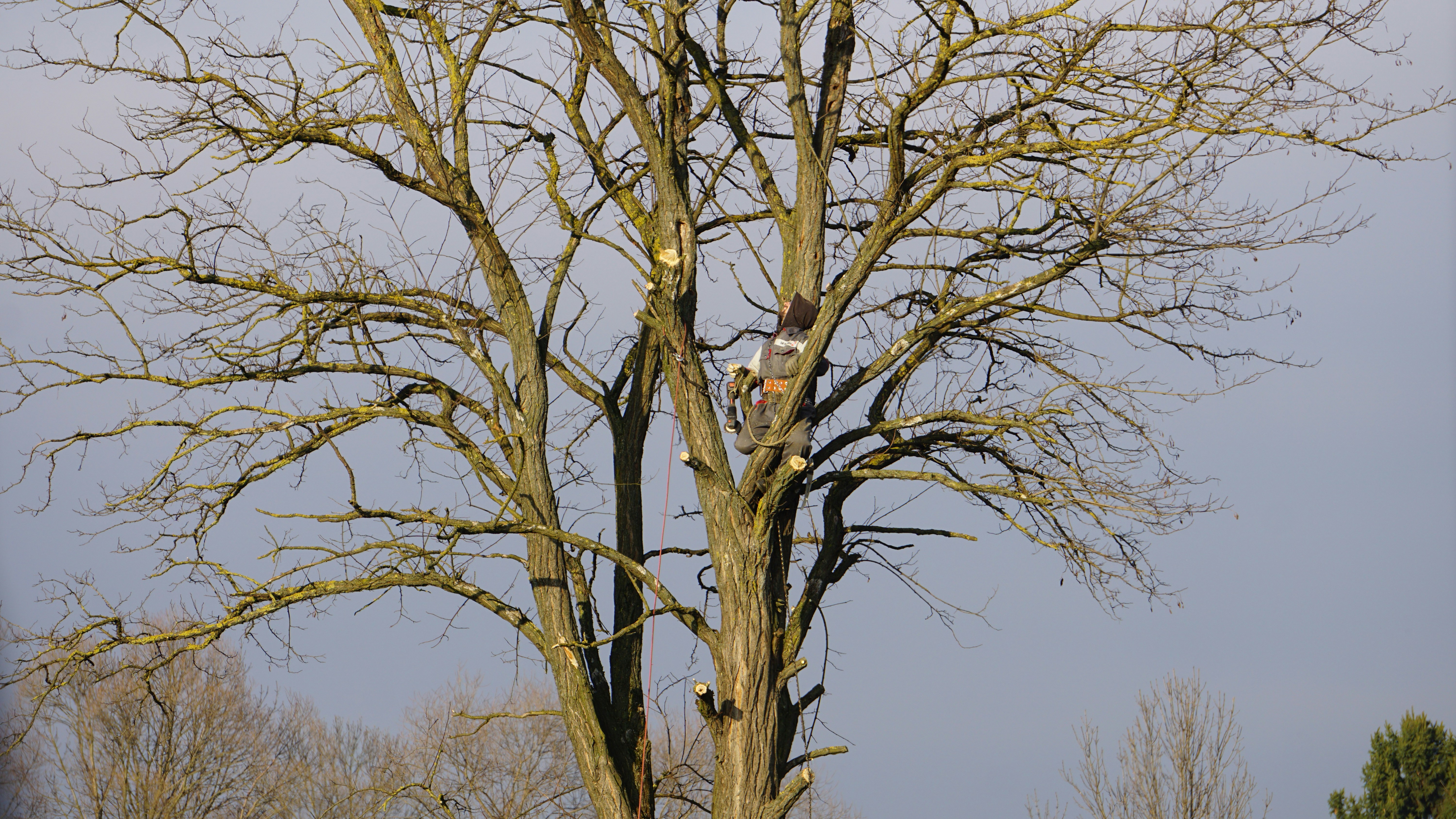 Arborist climbs a large bare tree against sky