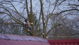 A Hedgie Wilder arborist pruning branches on a large tree.