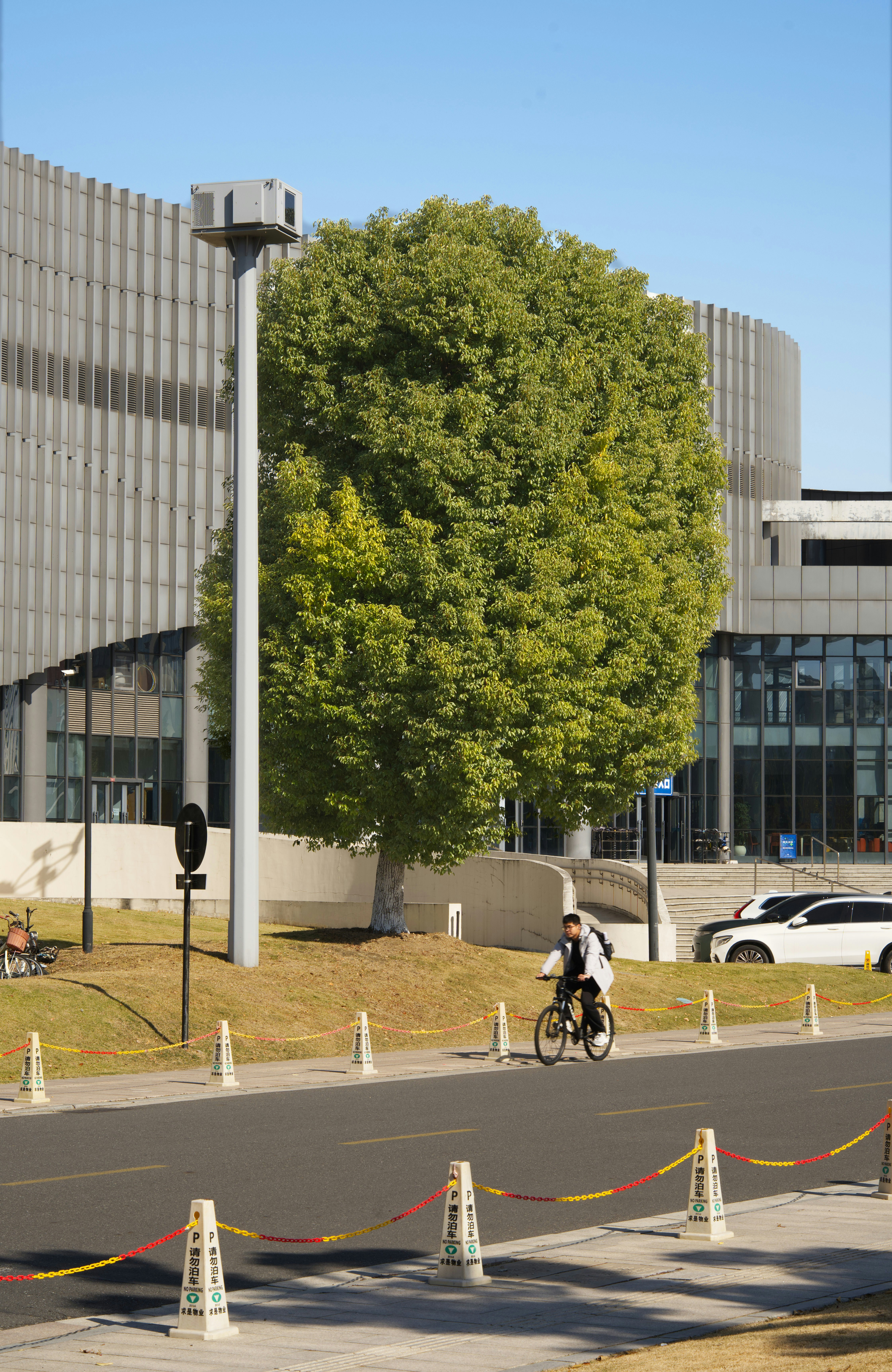 Man cycles past large tree and modern building