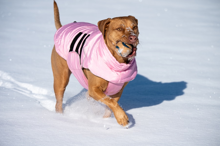 Winter Dog Care: Protecting Your Dog's Coat, Paws and Health in Cold Weather