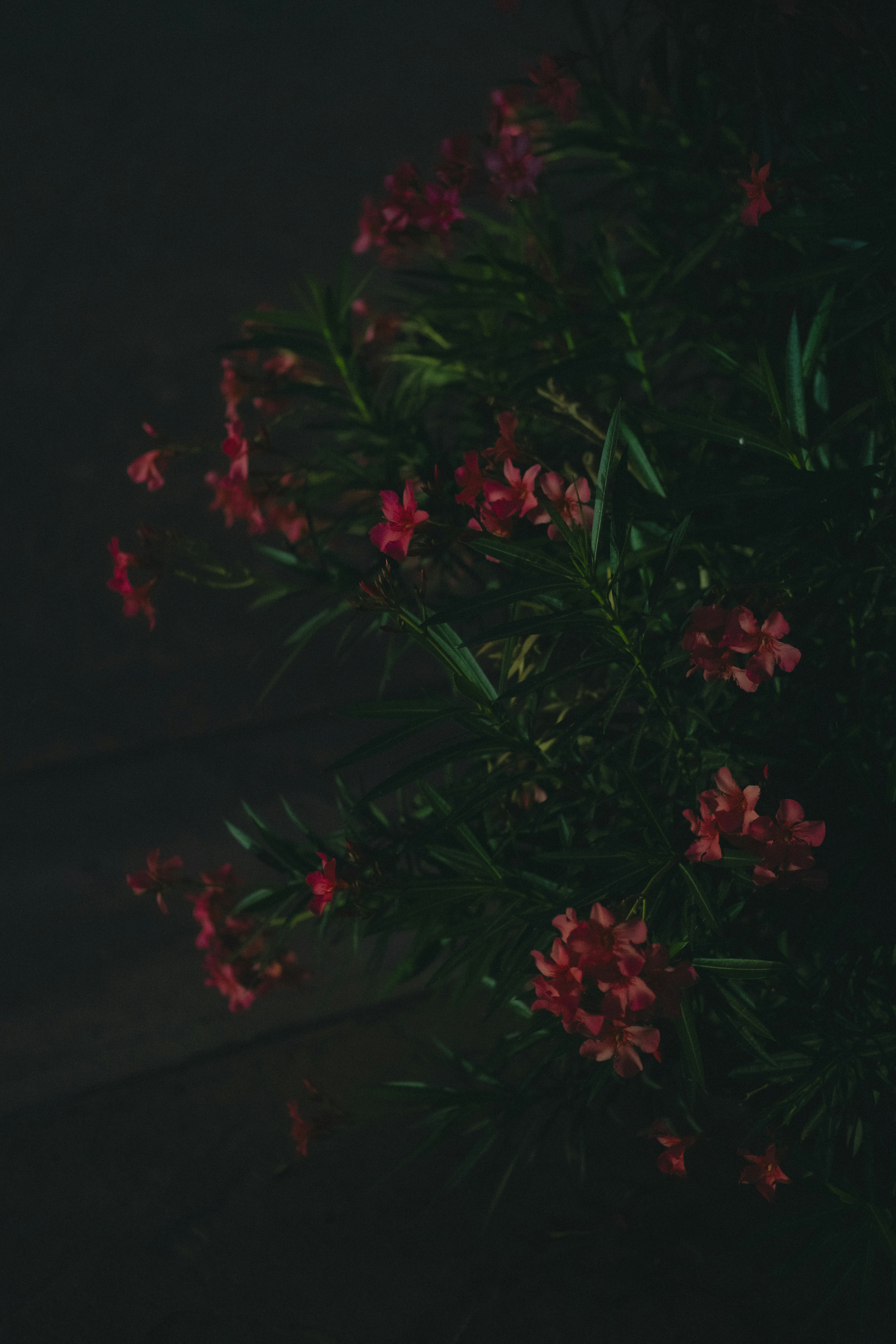 Photo by angelmalrey