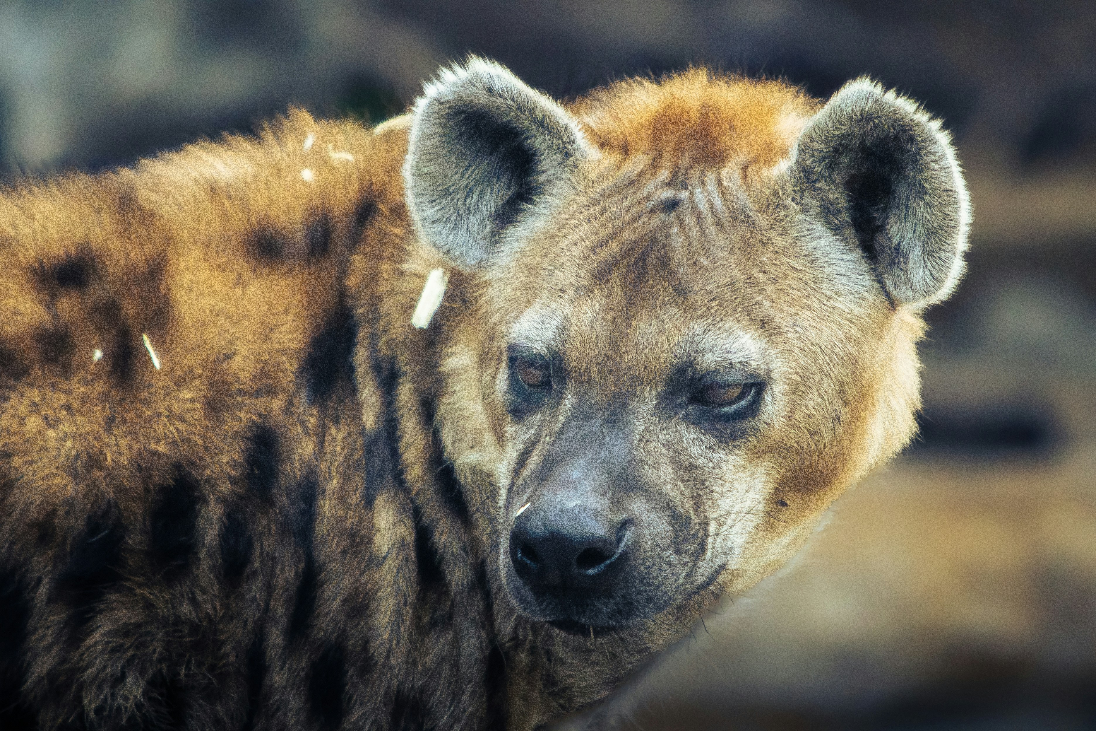 Photo by brogtographer08