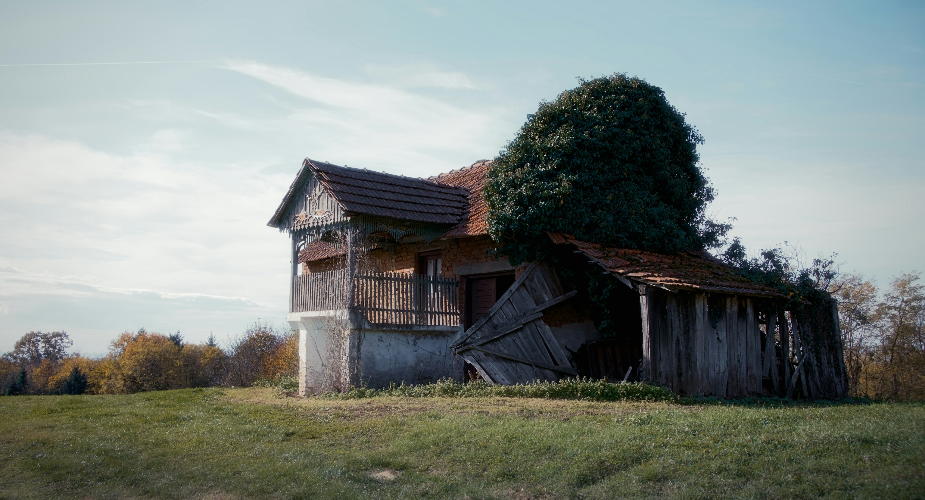 Old abandoned wooden shed overgrown with trees.
