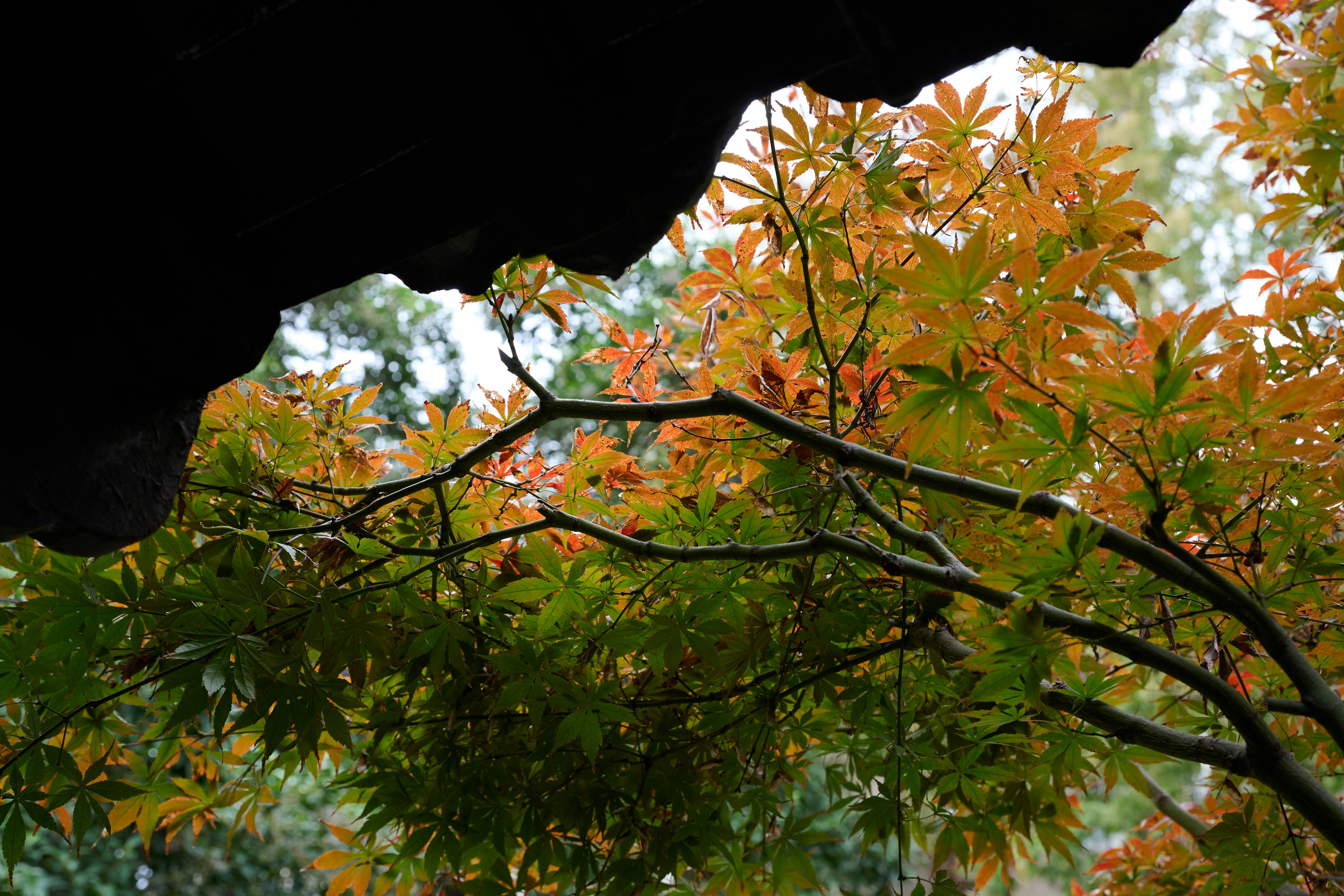 Autumn leaves on a tree branch