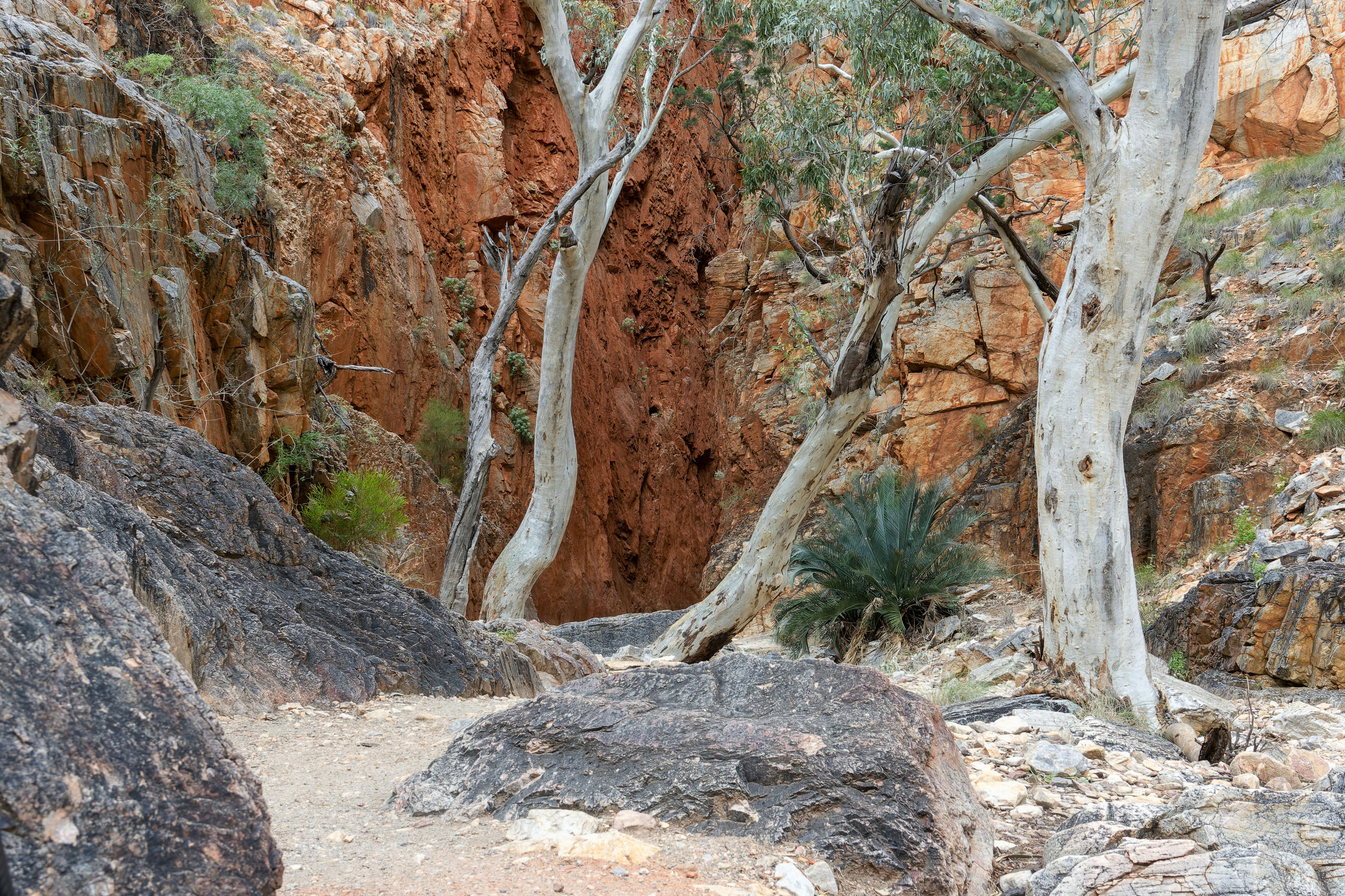 Trees growing in a rocky, arid canyon with red walls