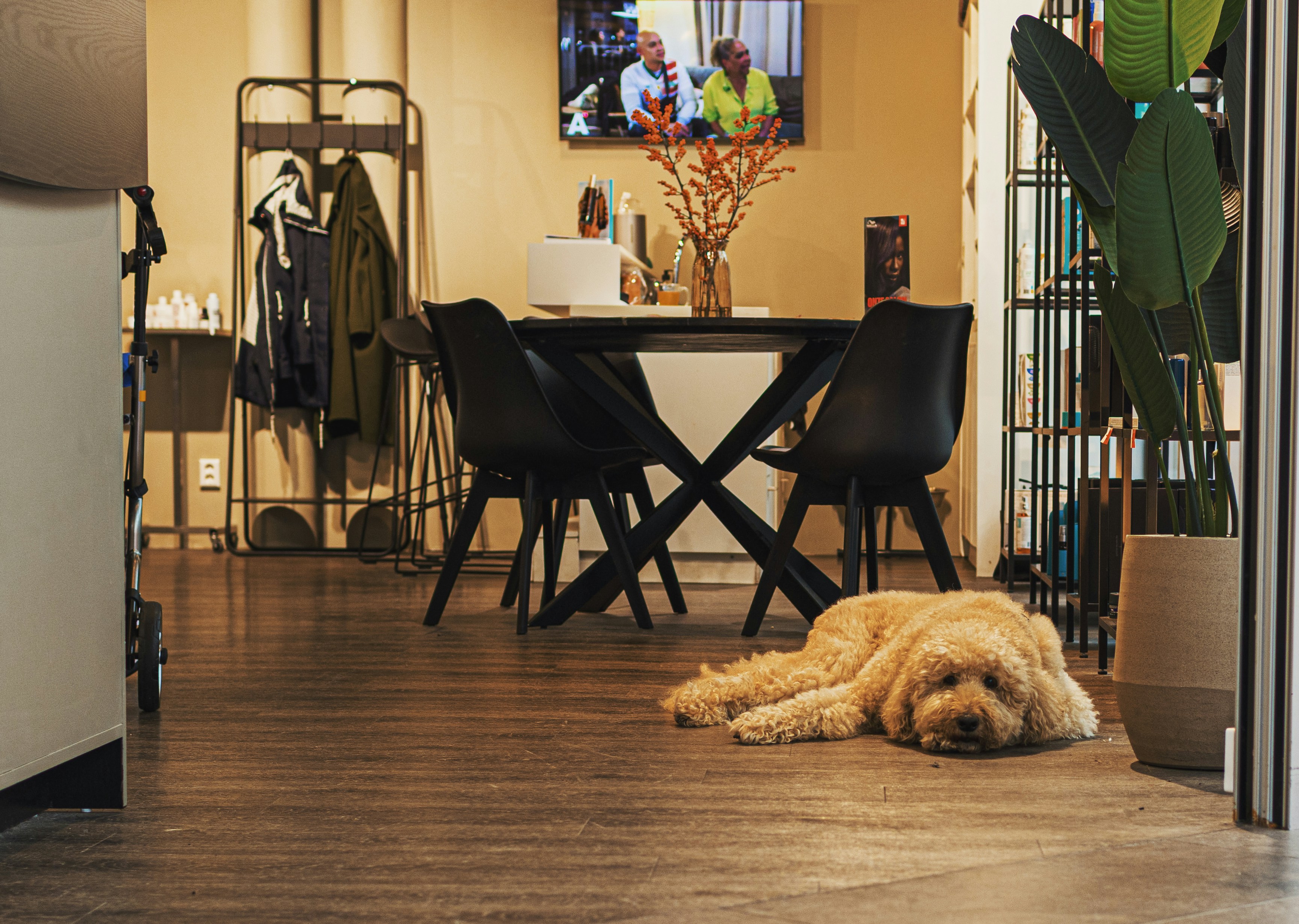 Modern Dog Salon Interior