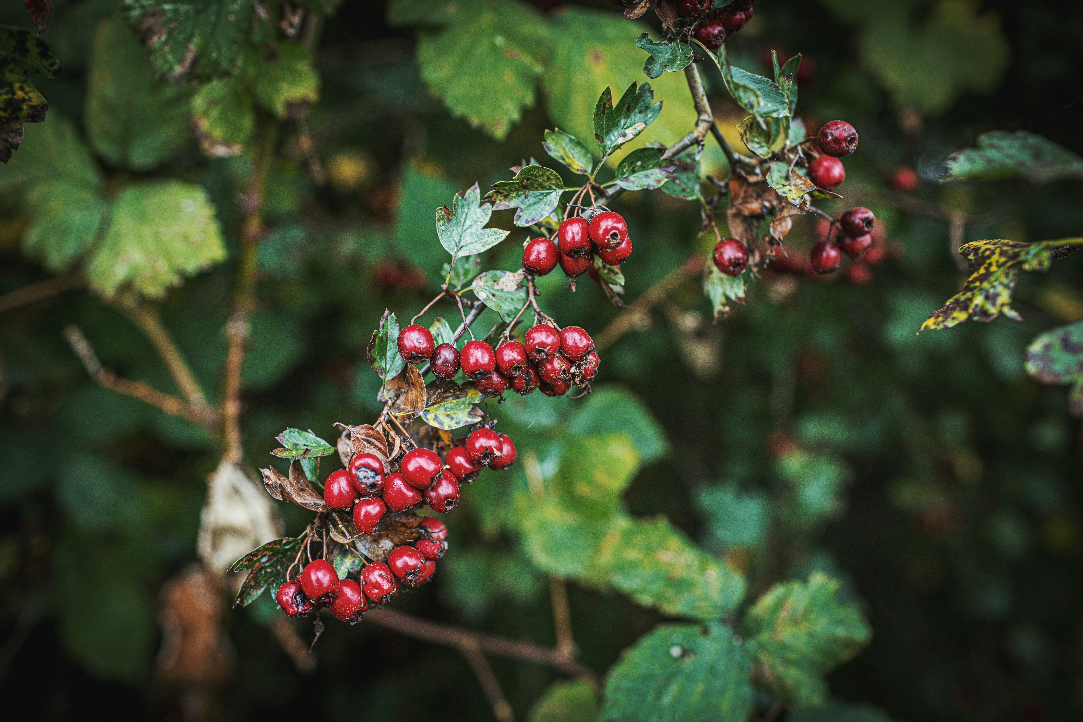 Photo by i_am_vitality