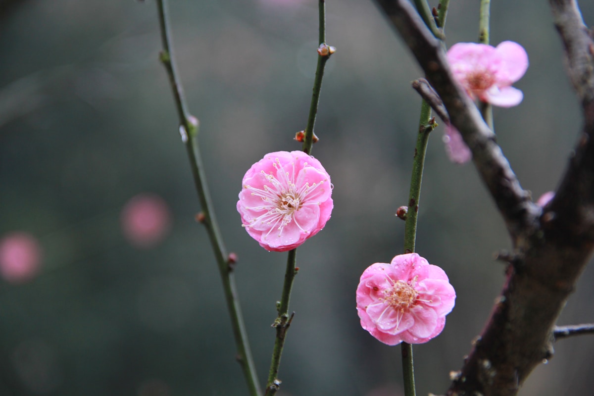 The Flower of a Japanese Apricot Tree