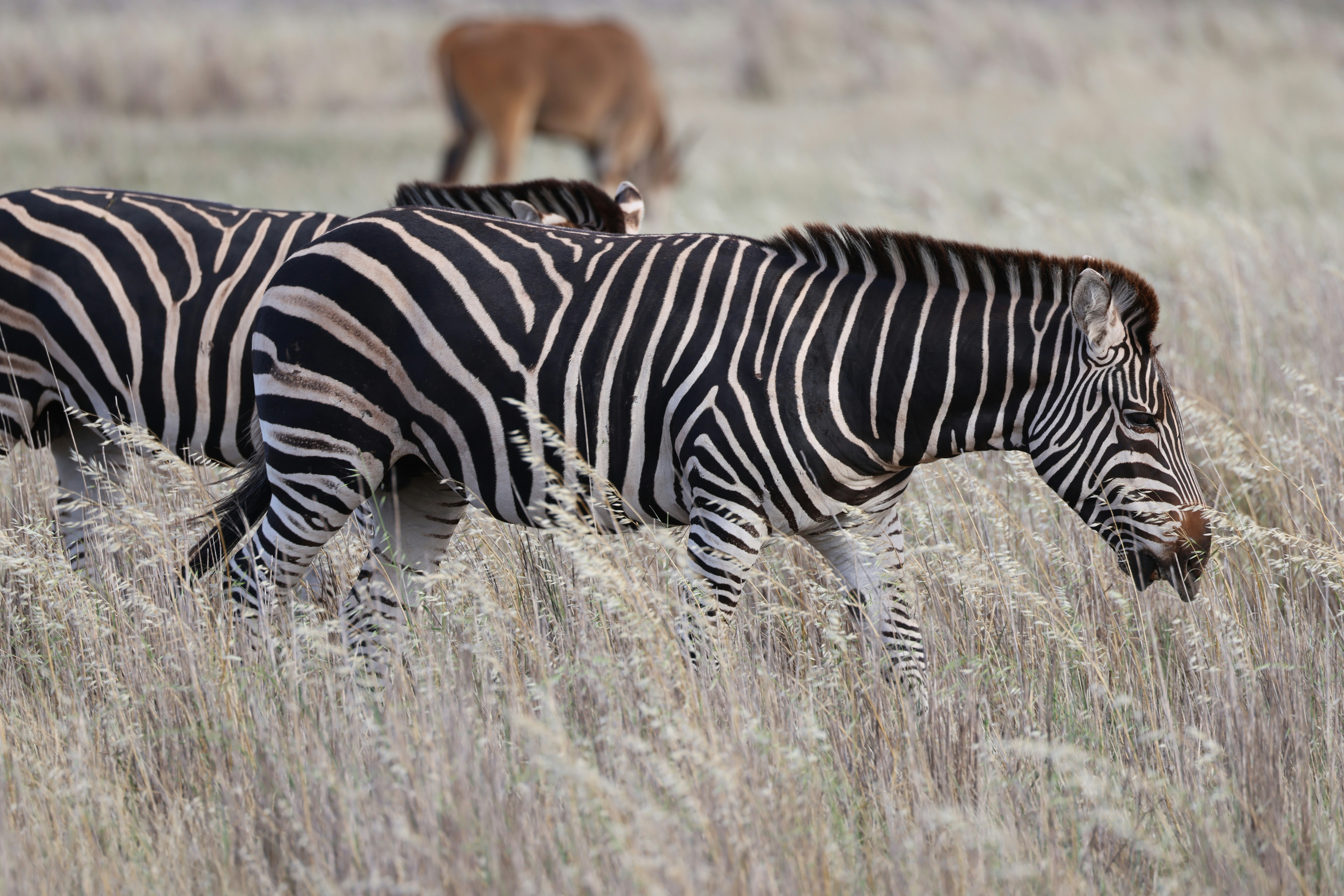 Zebras walking through dry grass with antelope in background