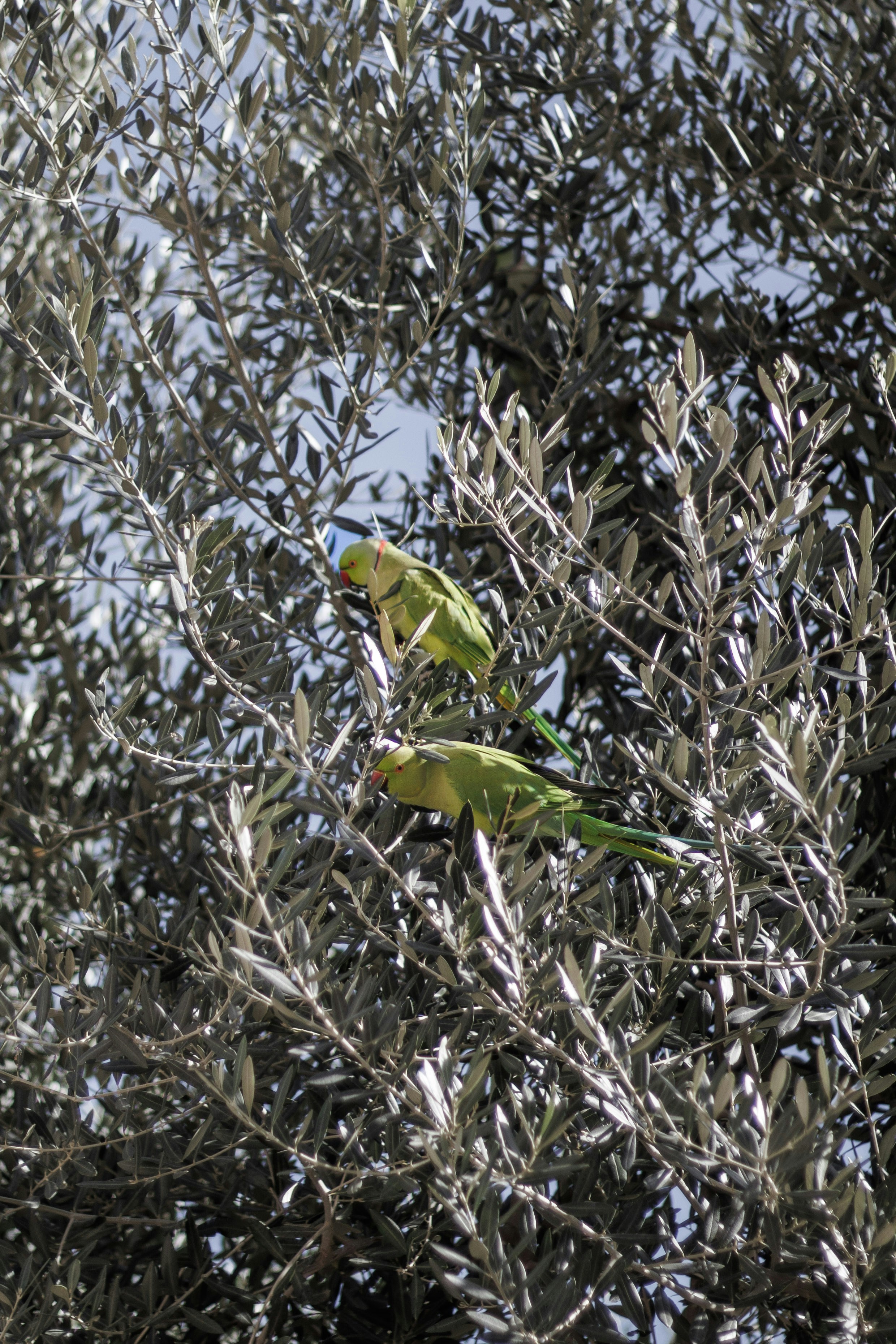 Two green parrots perched on an olive tree branch.