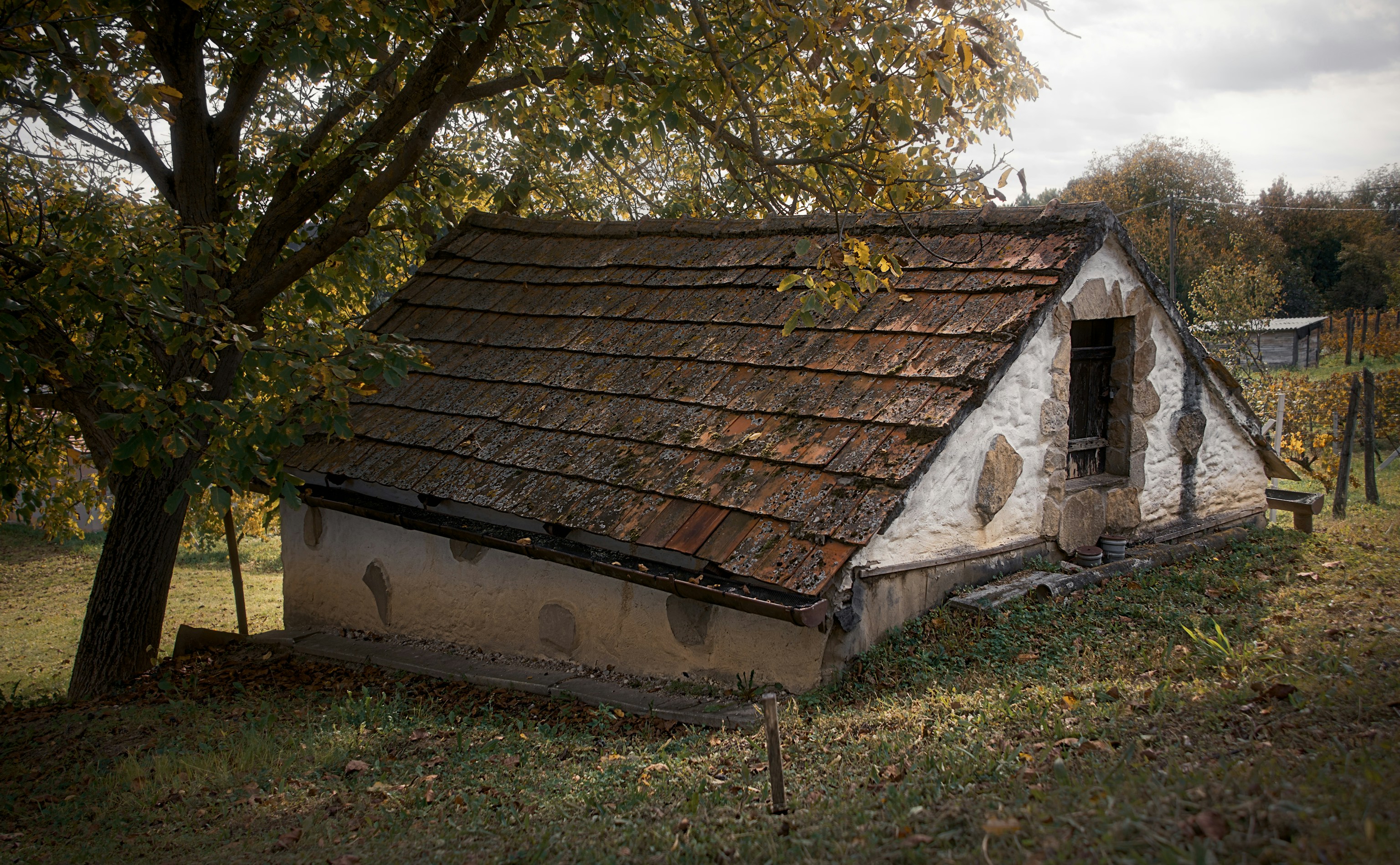 Photo by donkeyradish