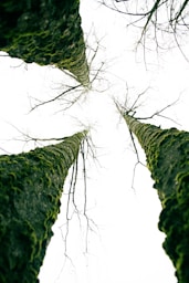 Looking up at moss-covered trees against bright sky