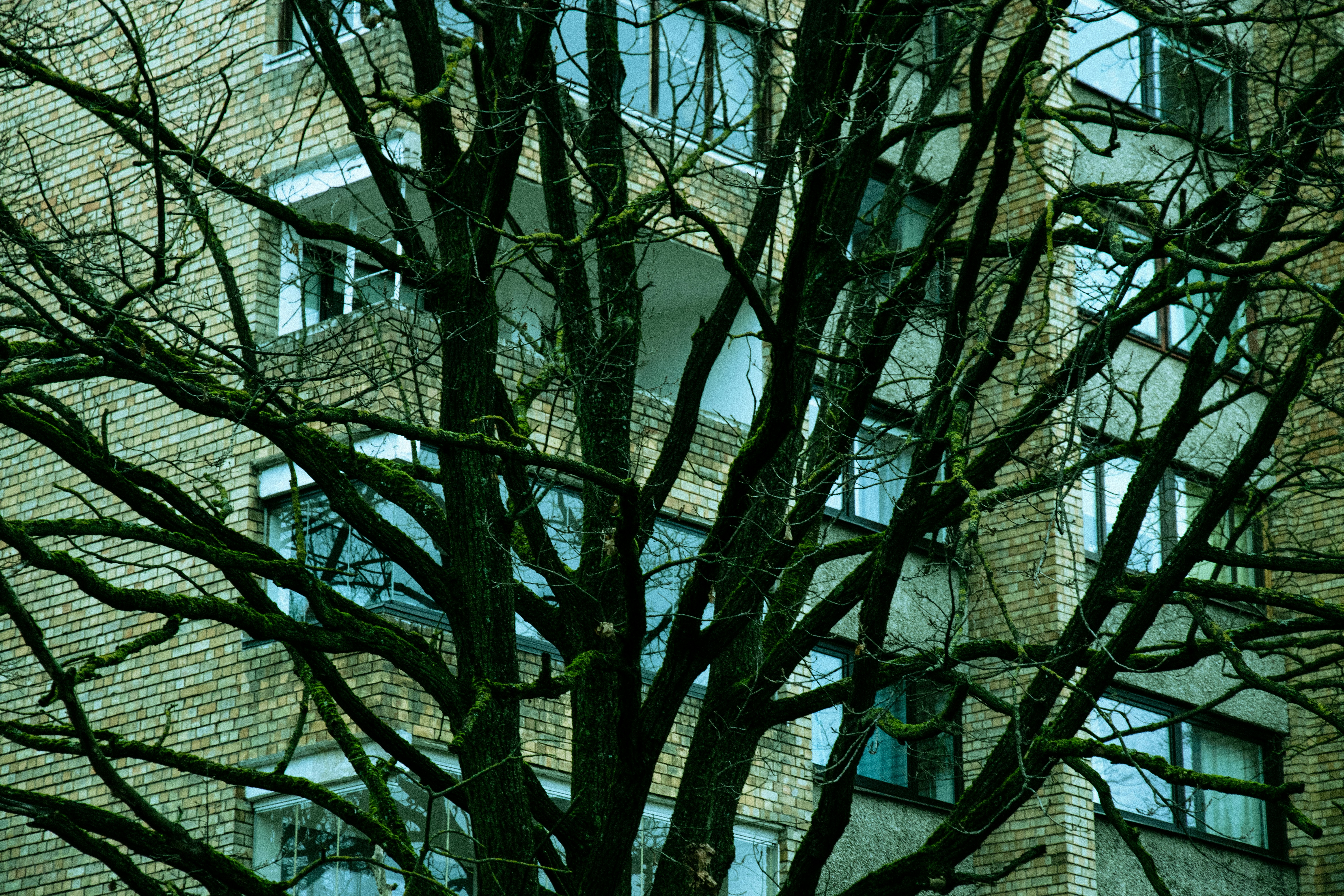 Bare tree branches in front of a brick building.