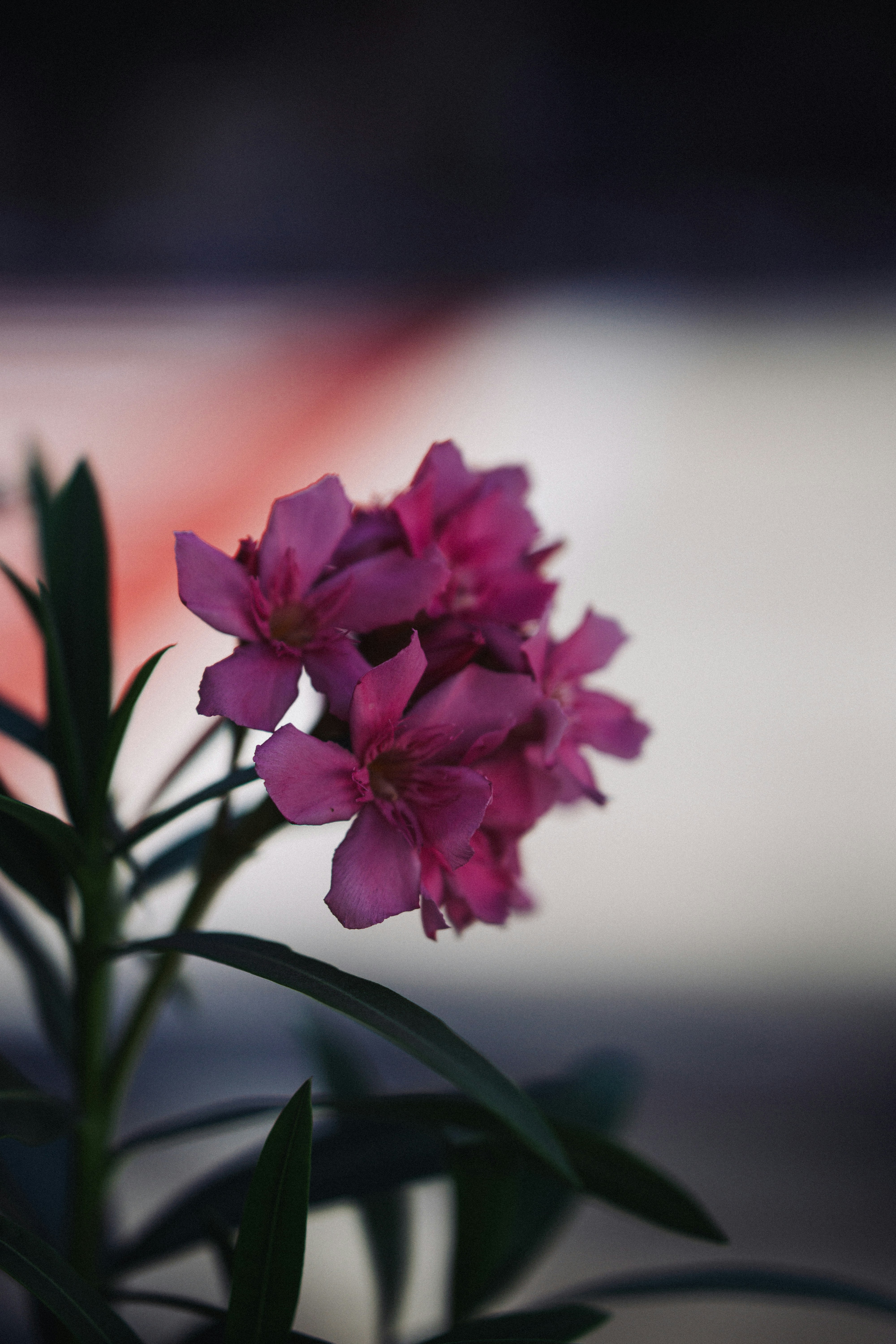 Photo by honney