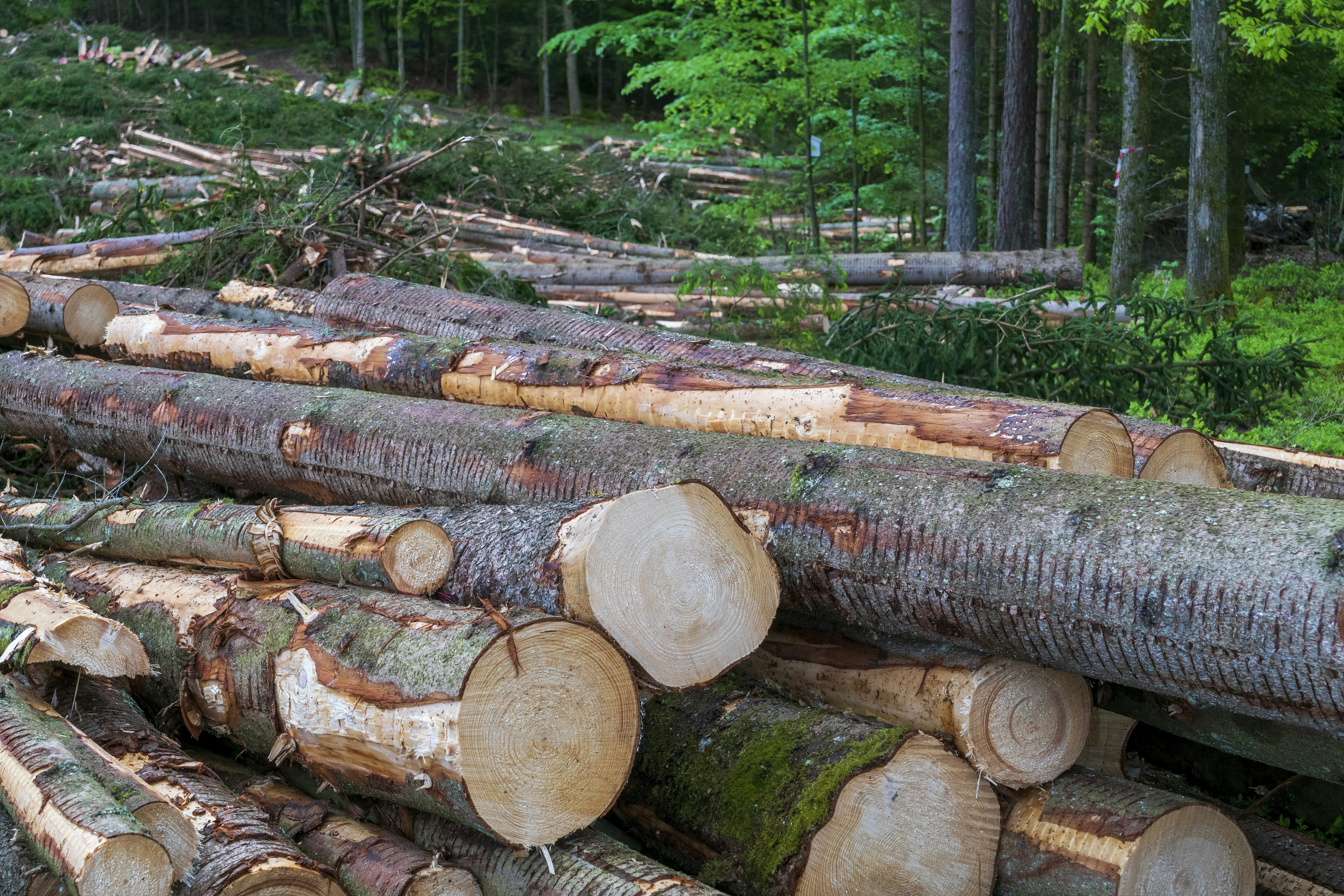 Felled logs piled in a forest clearing.