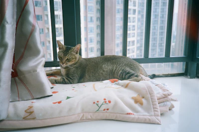 A tabby cat rests on a blanket by the window.