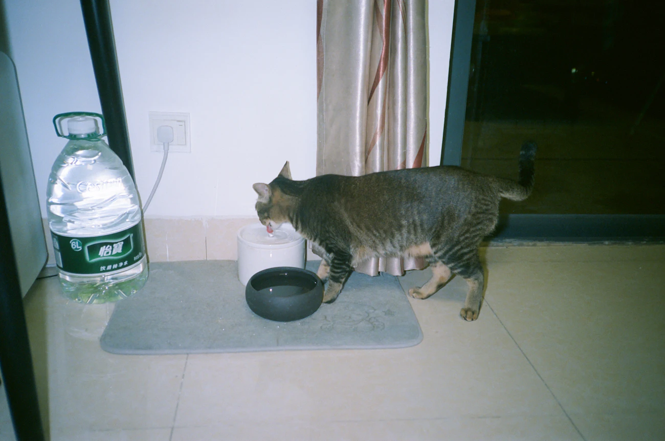 水皿と給水器の前で水を飲む猫