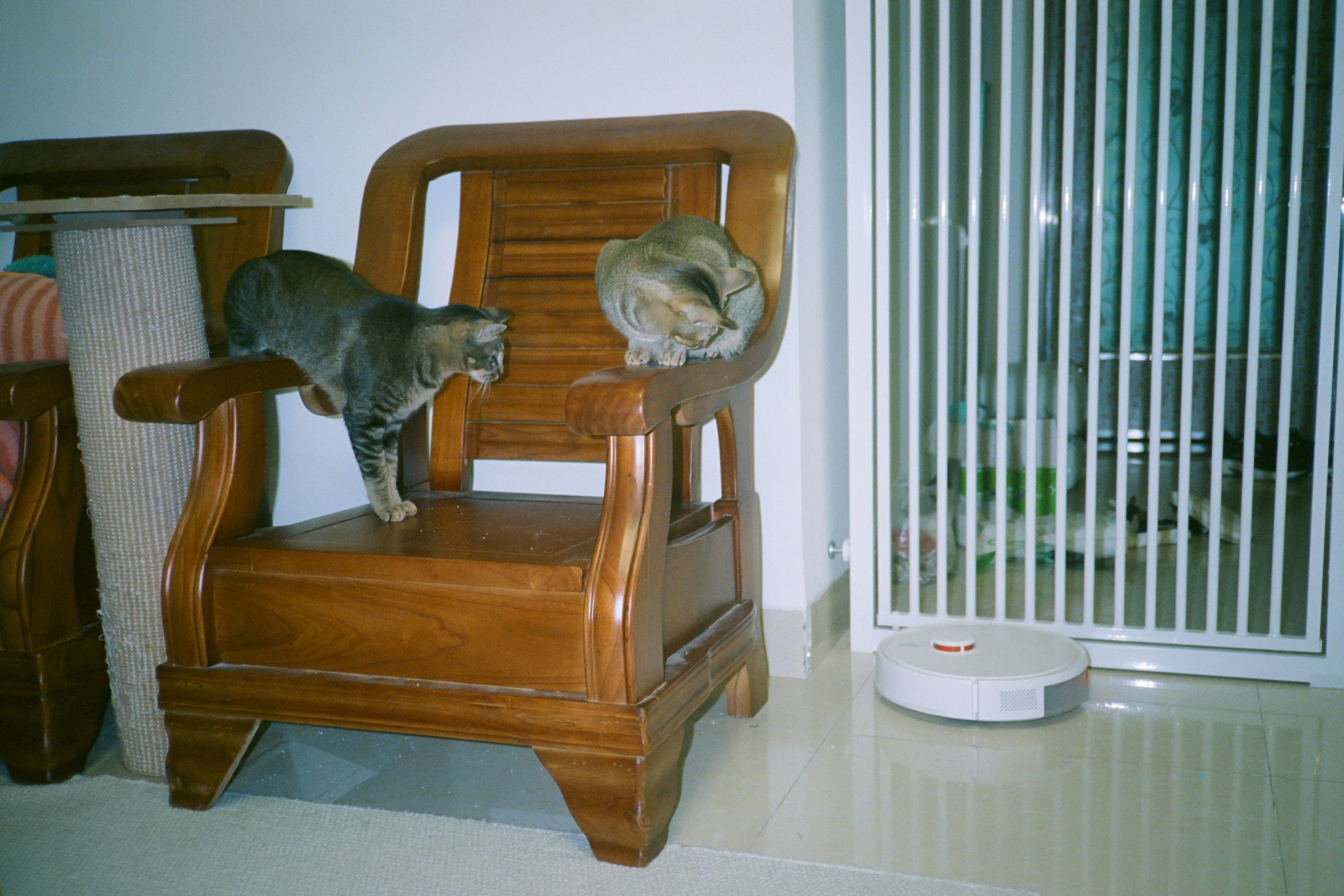 The robot vacuum cleaner roamed back and forth while the two of them watched intently from a higher spot.