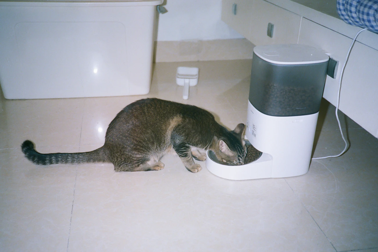 自動給餌器の前でフードを食べる猫