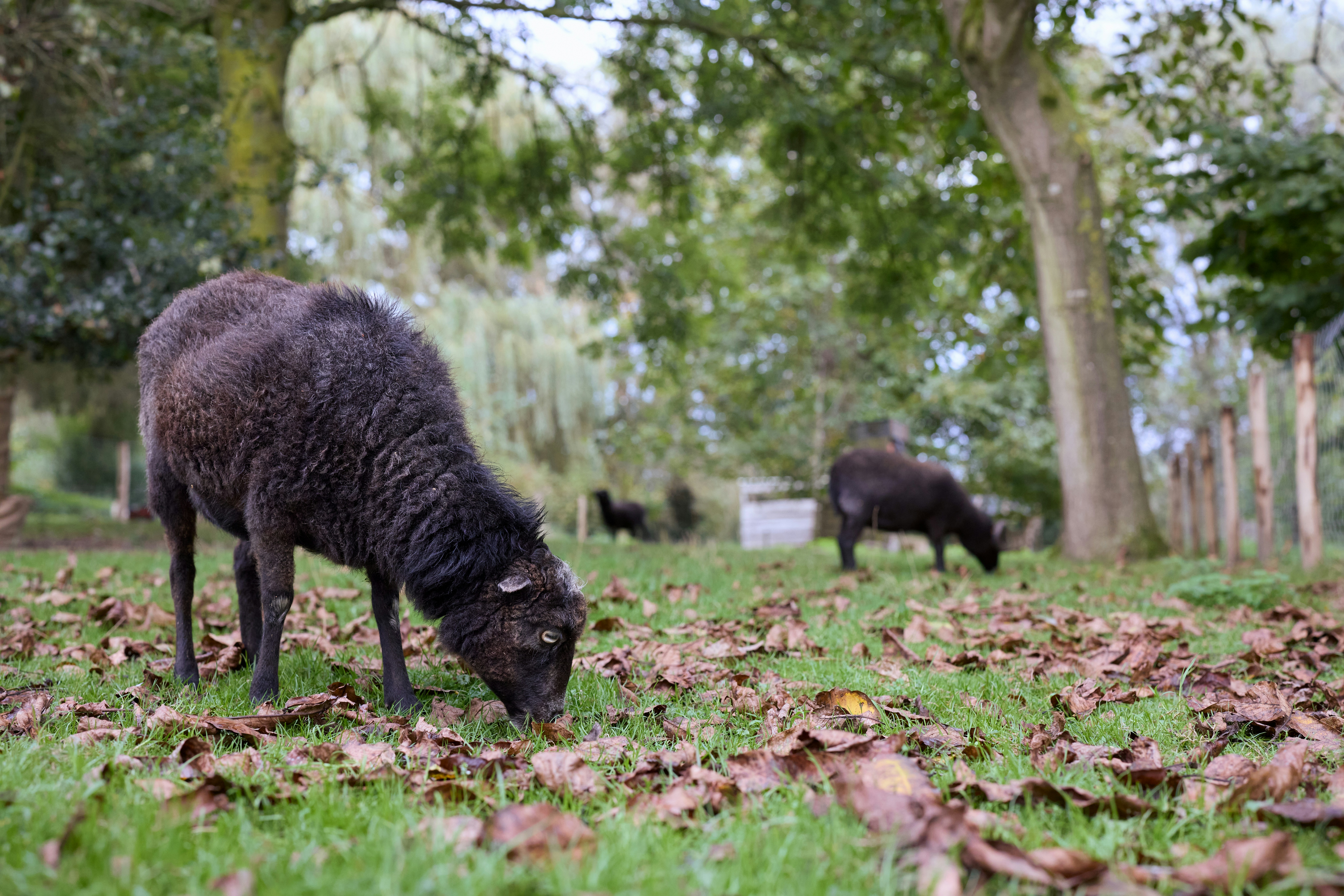 Photo by erwinbosman