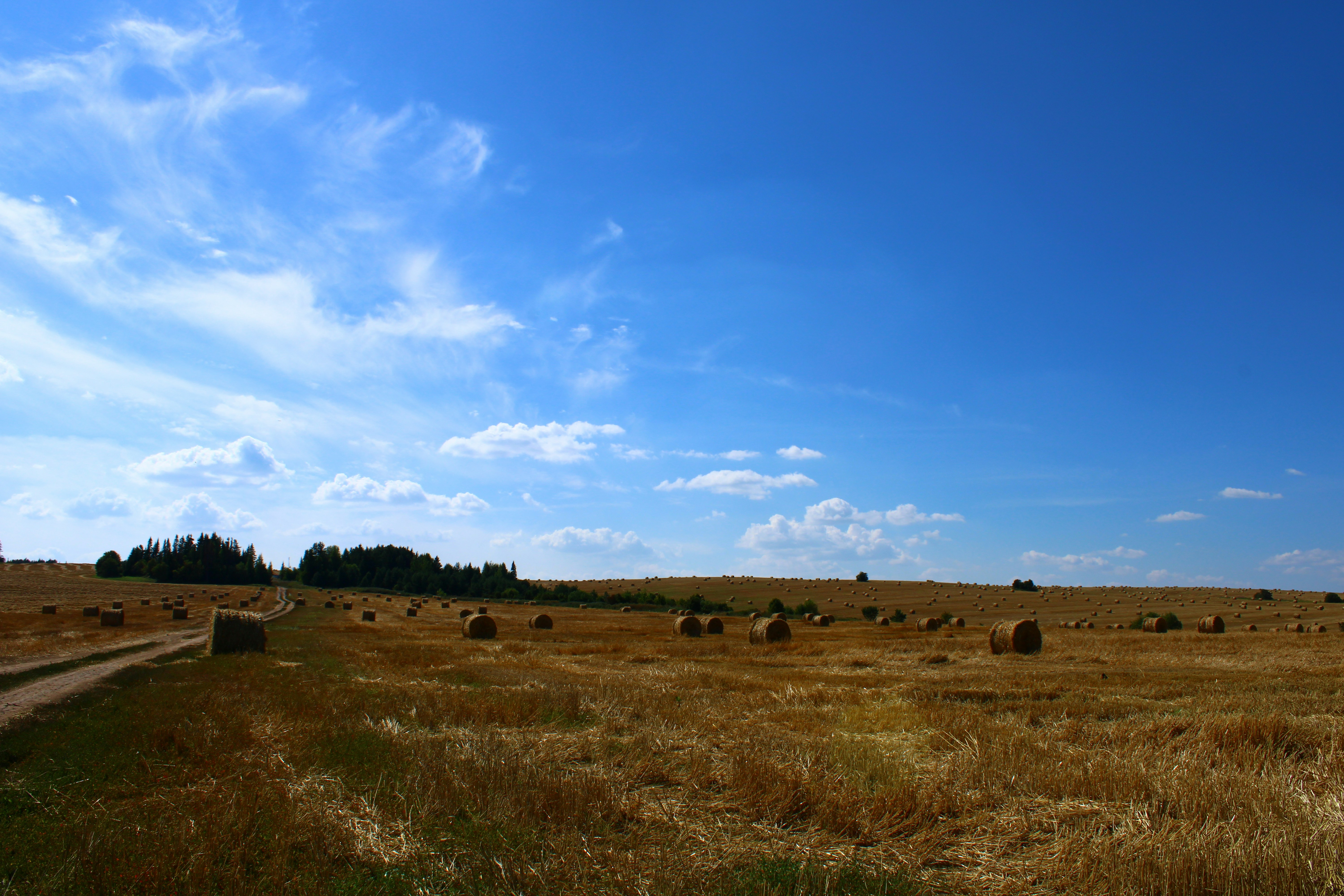 Round hay bales in a golden field under blue sky.