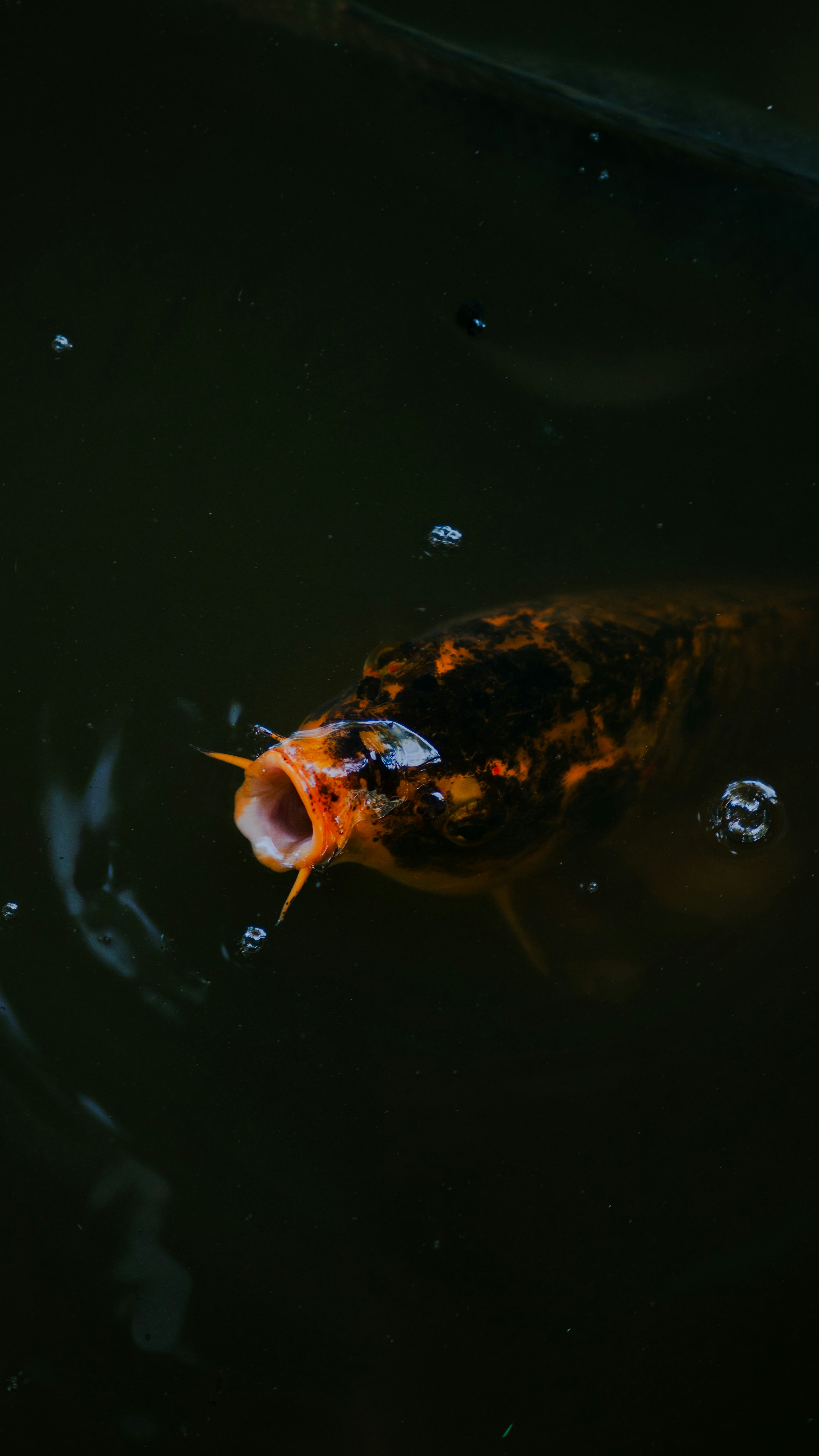 Ikan koi dengan mulut terbuka berenang di air gelap