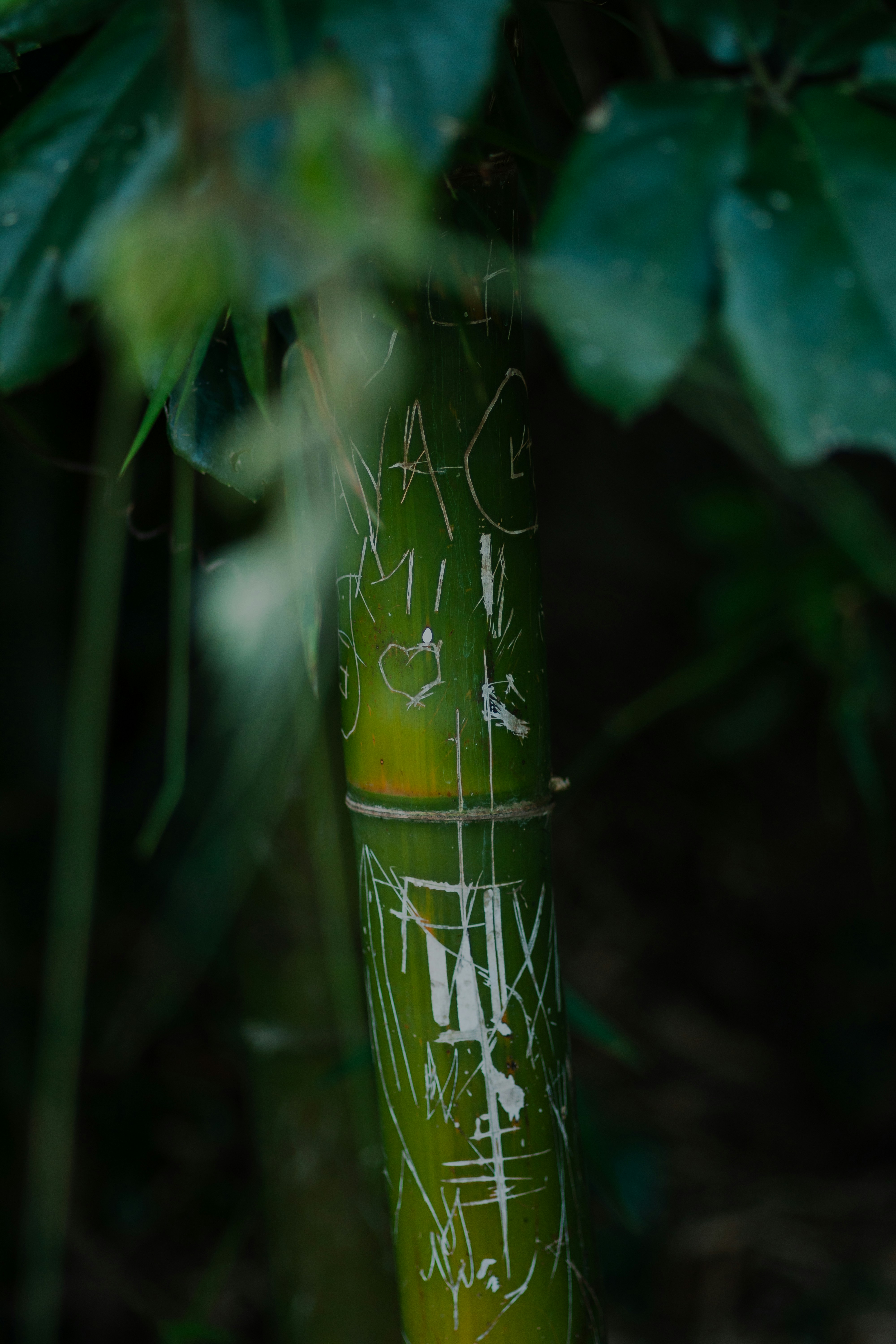 Tallo de bambú verde con marcas talladas en las marcas