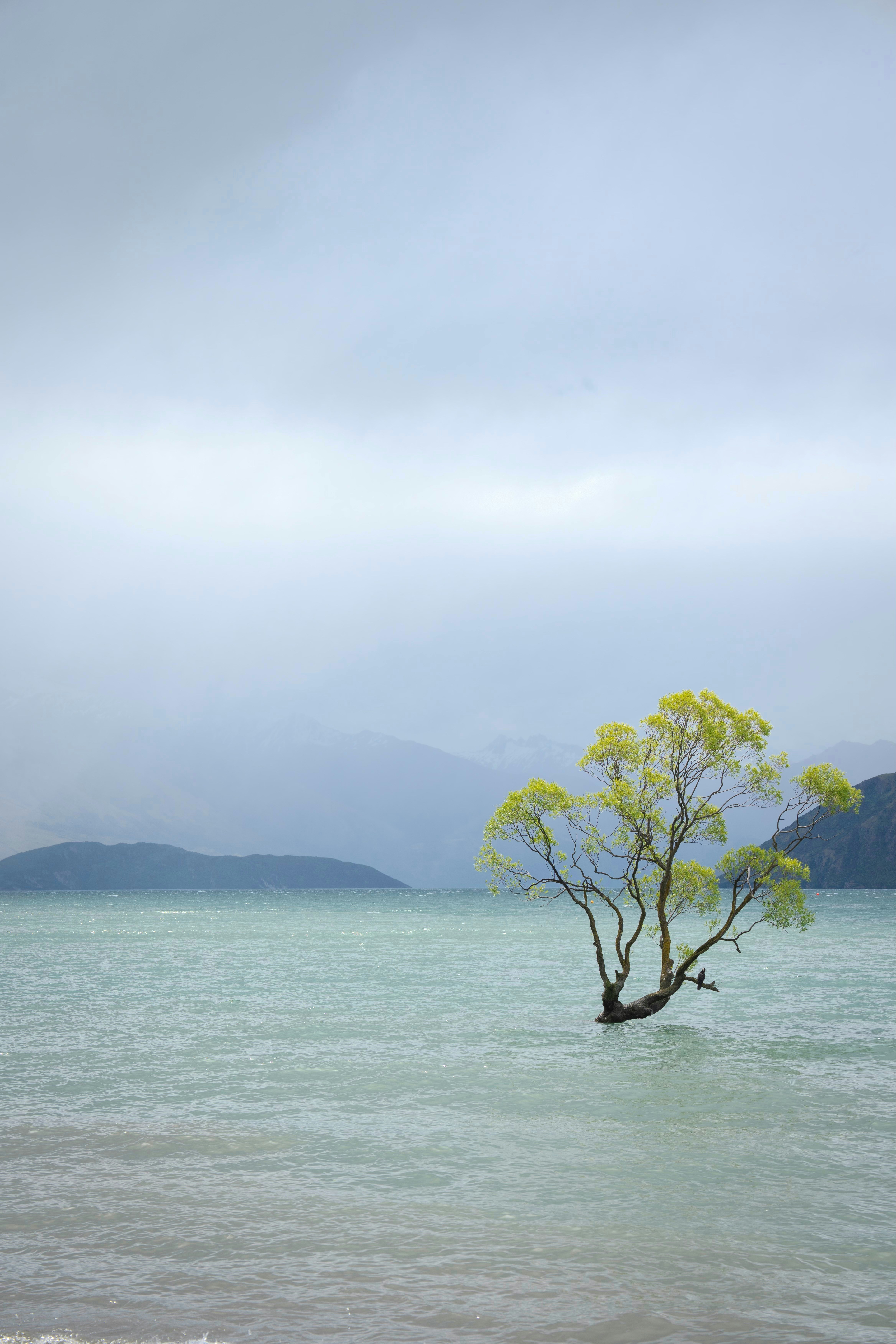 Lone tree stands in a misty lake.