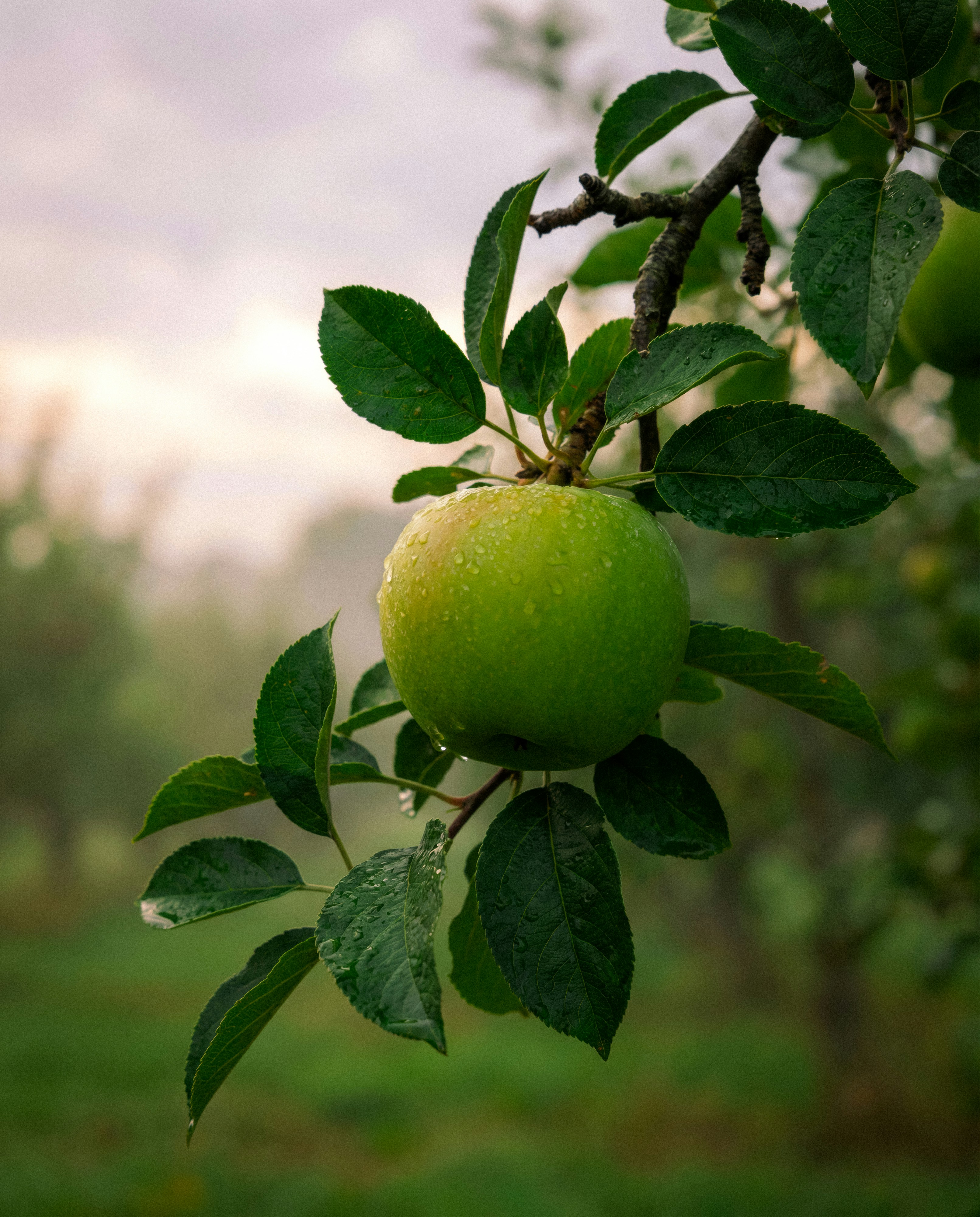 A single green apple hangs on a branch.