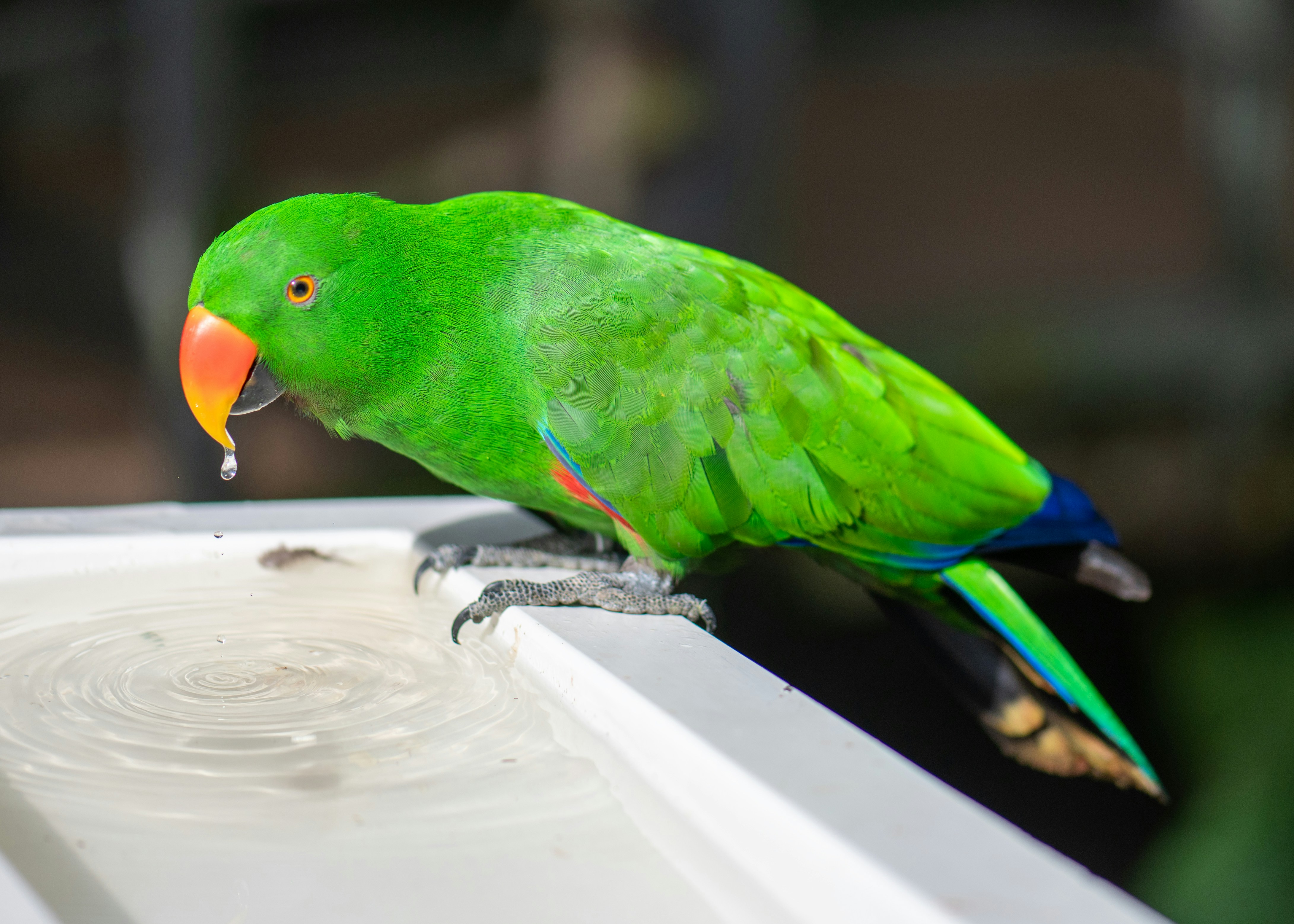 A bright green eclectus parrot drinks water