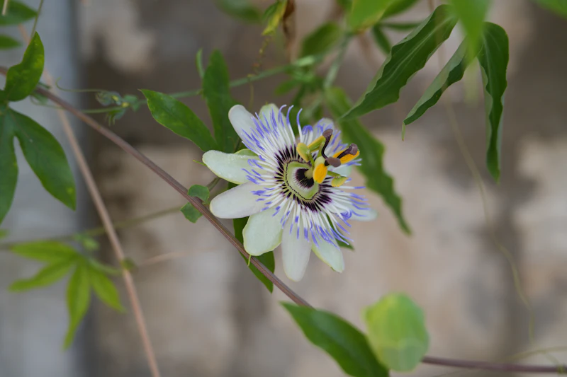 Passionflower (Passiflora incarnata)