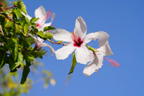 White hibiscus flowers bloom against a clear blue sky.