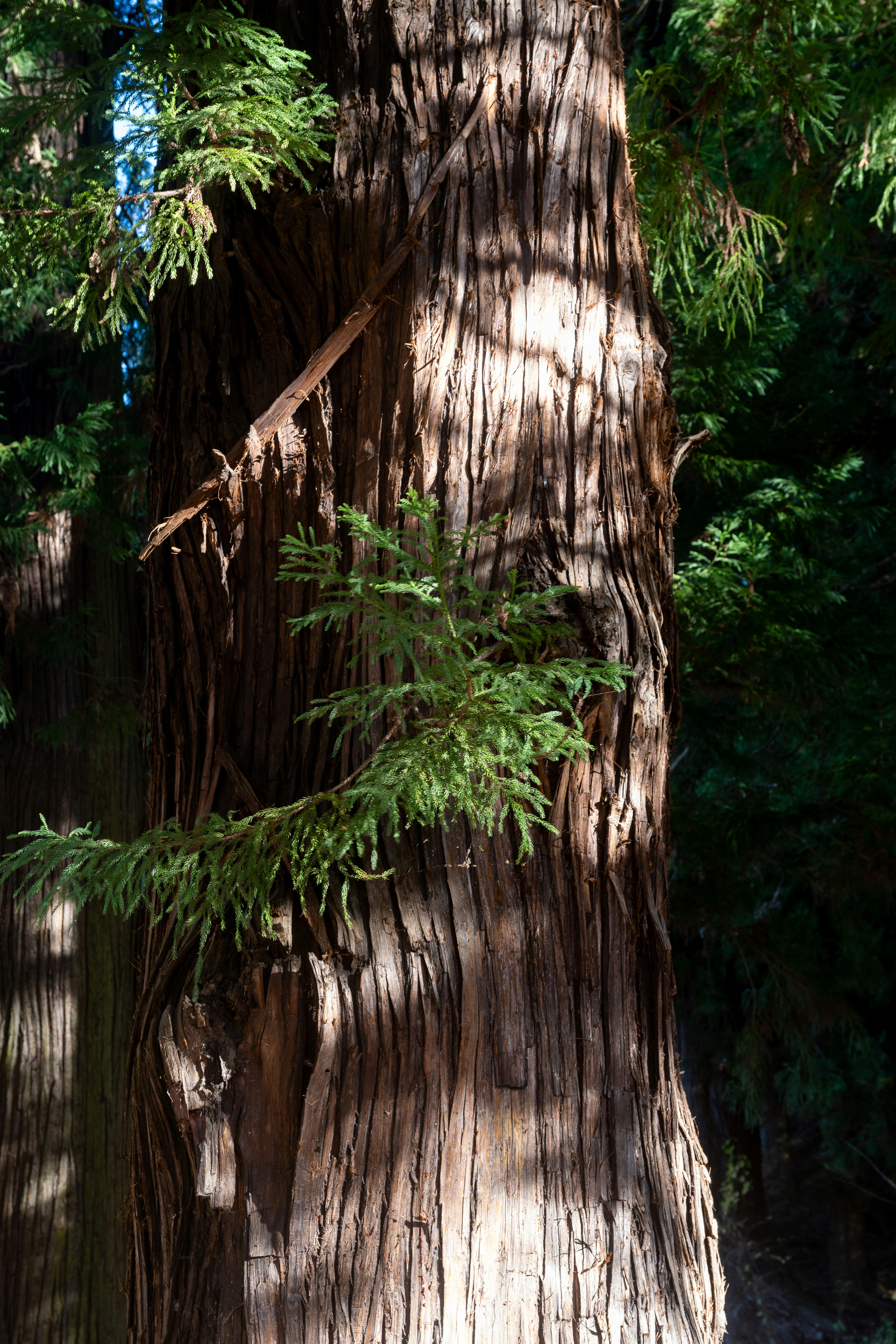 Photo by turquocabbit