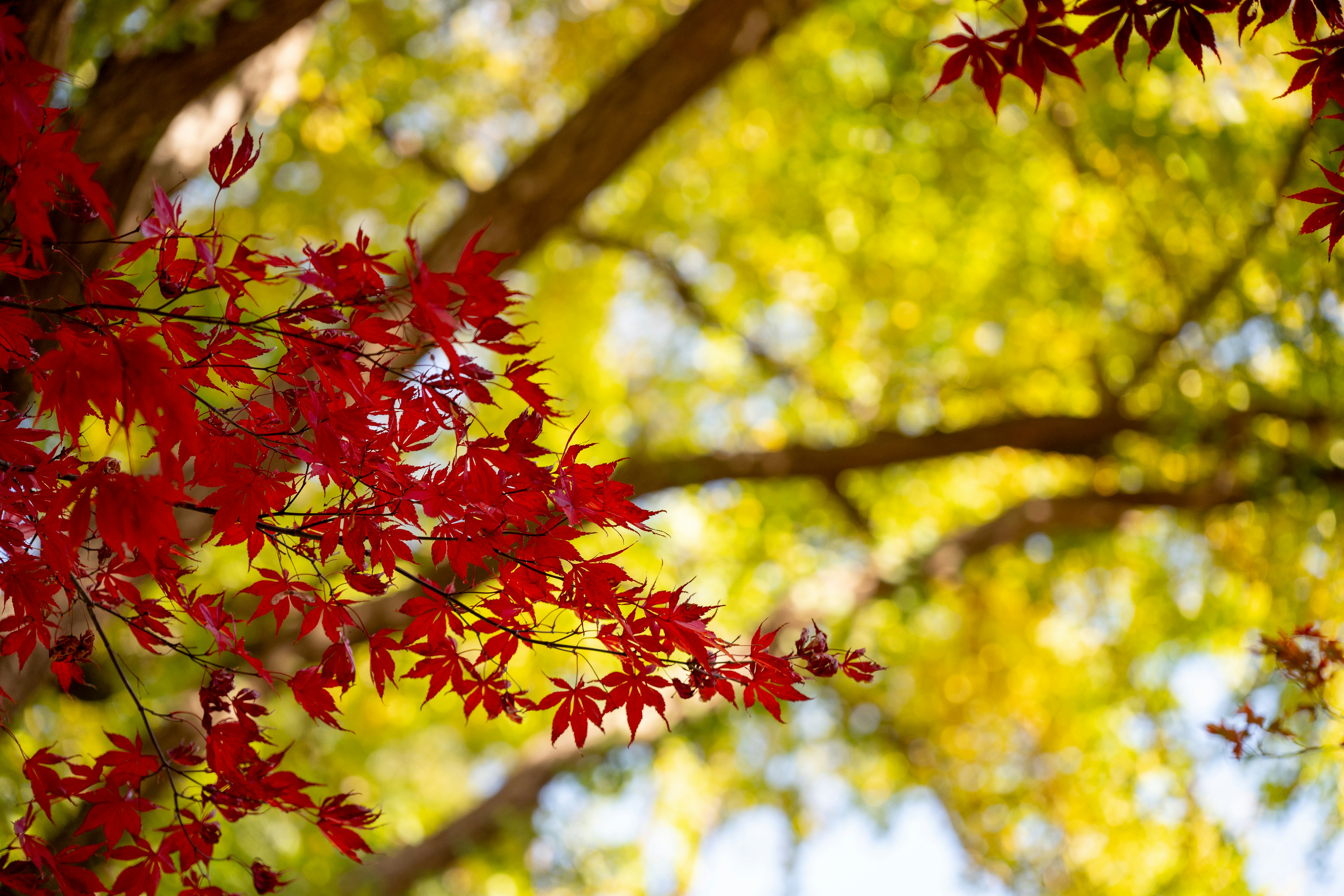 Photo by turquocabbit