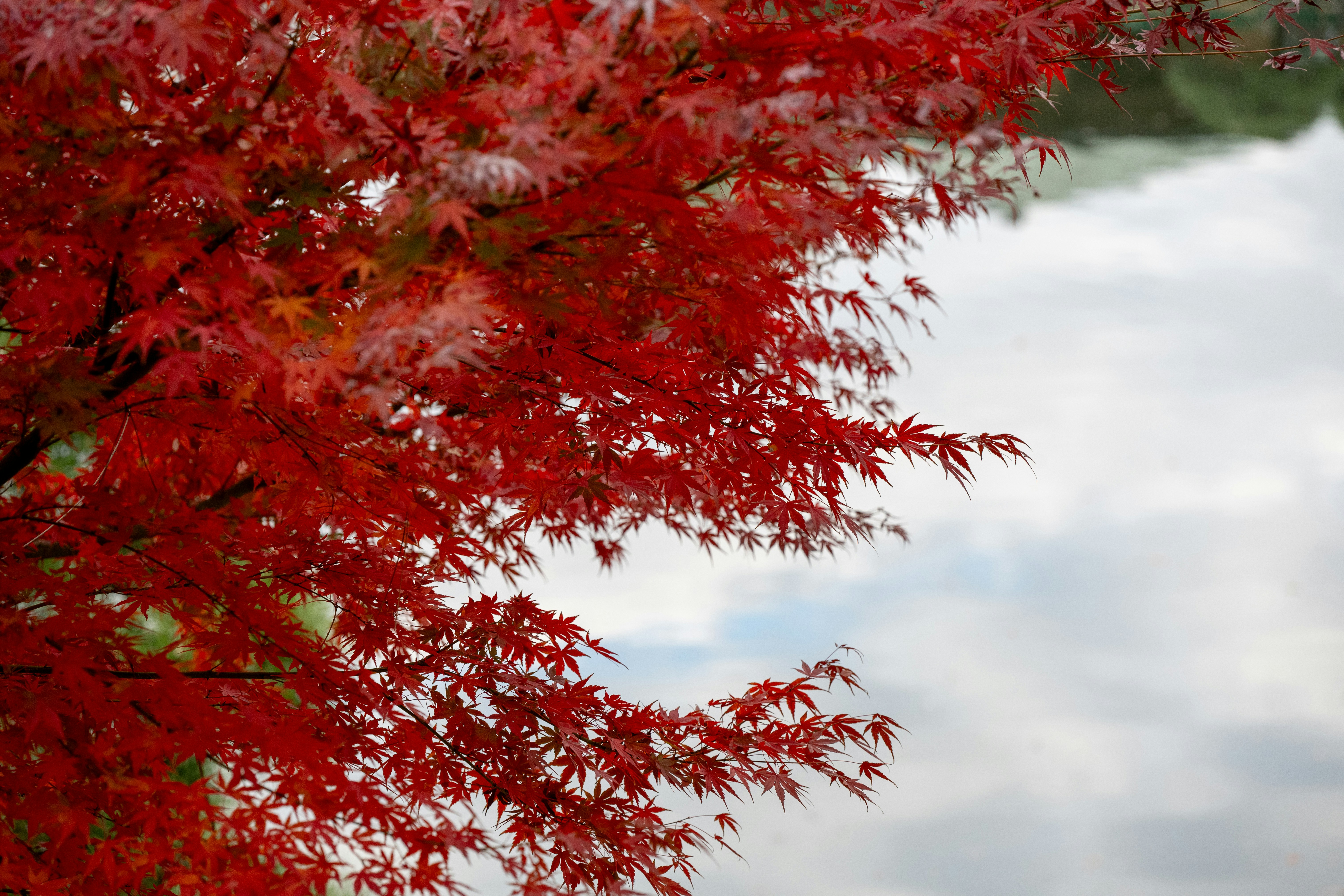 Photo by turquocabbit