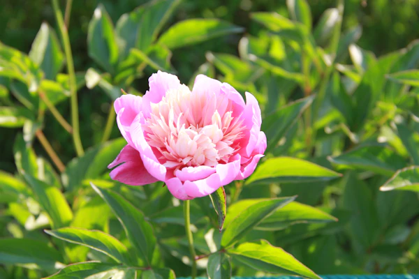 Pink peony flower