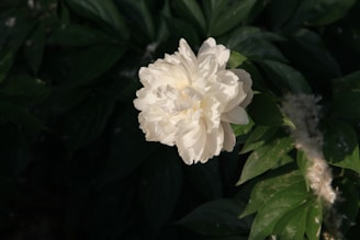 A delicate white peony bloom with dark green leaves