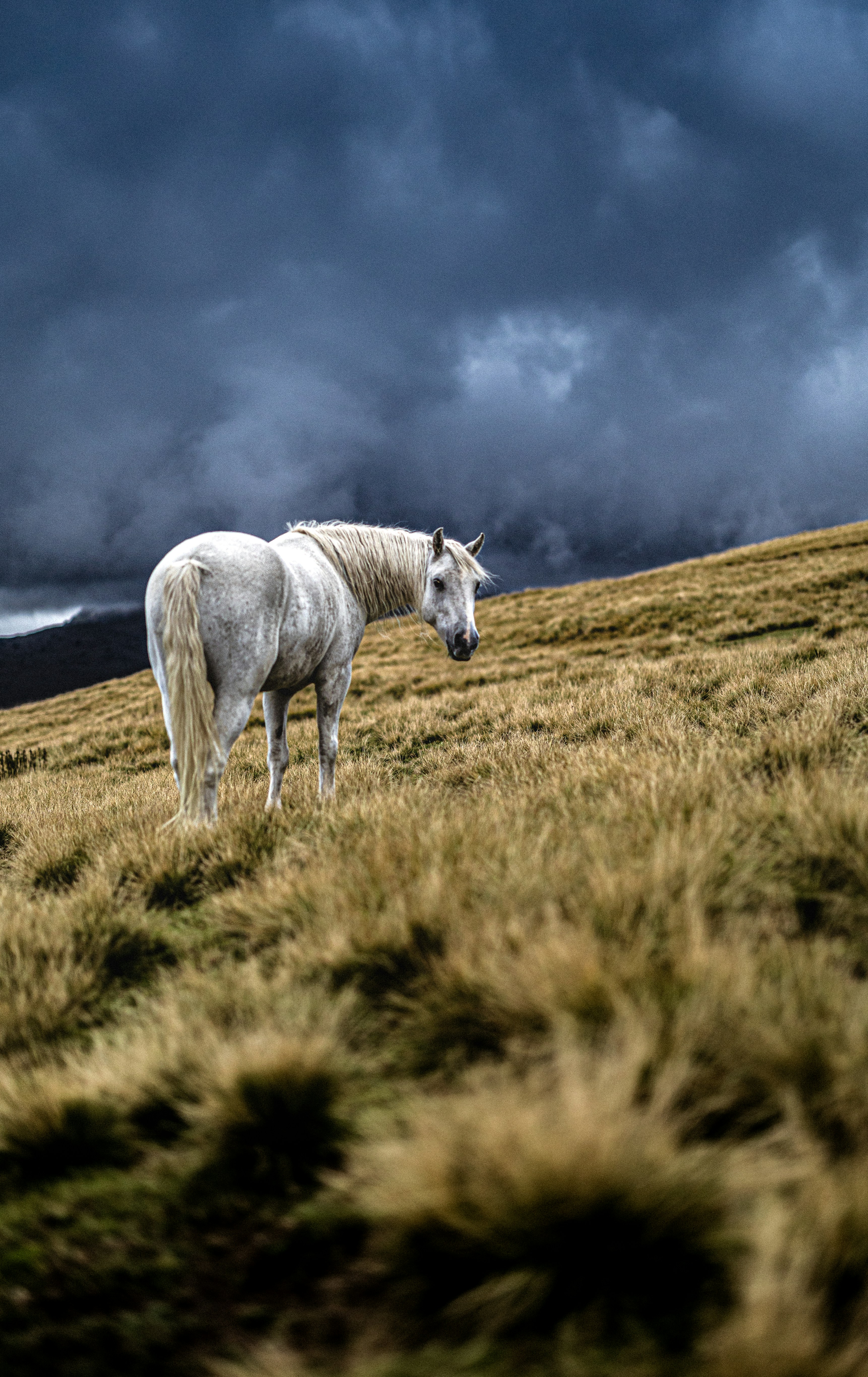 White horse stands on a grassy hill under stormy skies