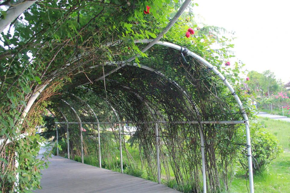 The image depicts a serene garden scene with an arched walkway constructed from white metal poles and covered by lush green vines, creating a natural tunnel-like structure. The walkway is situated on a wooden deck that extends into the distance, providing a path for visitors to explore the garden. On either side of the walkway are rows of bushes and trees, adding depth and texture to the landscape. In the background, pink flowers can be seen blooming amidst the greenery, enhancing the overall beauty of the scene.
