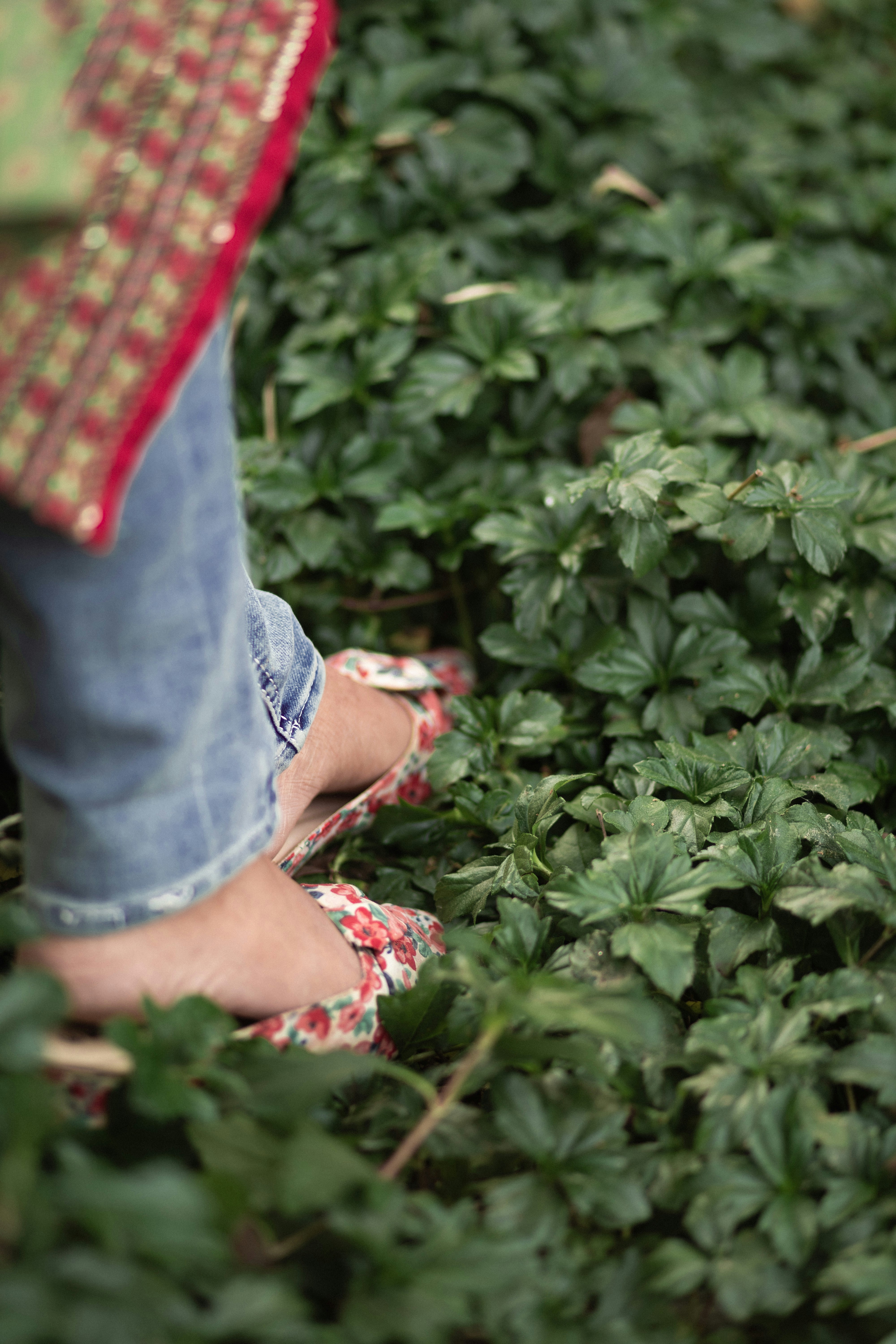 A person walks through lush green foliage