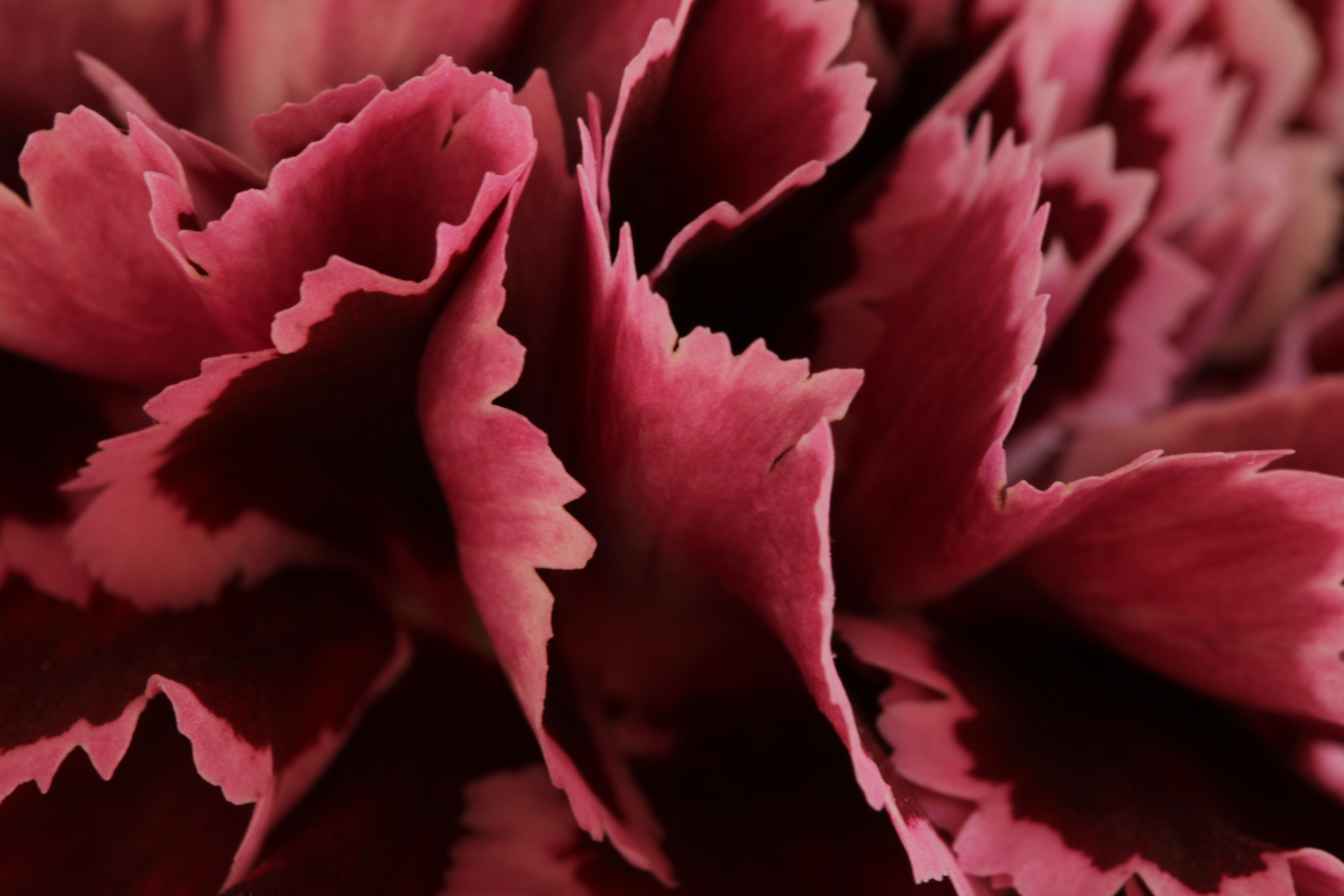 Close-up of ruffled pink carnation petals