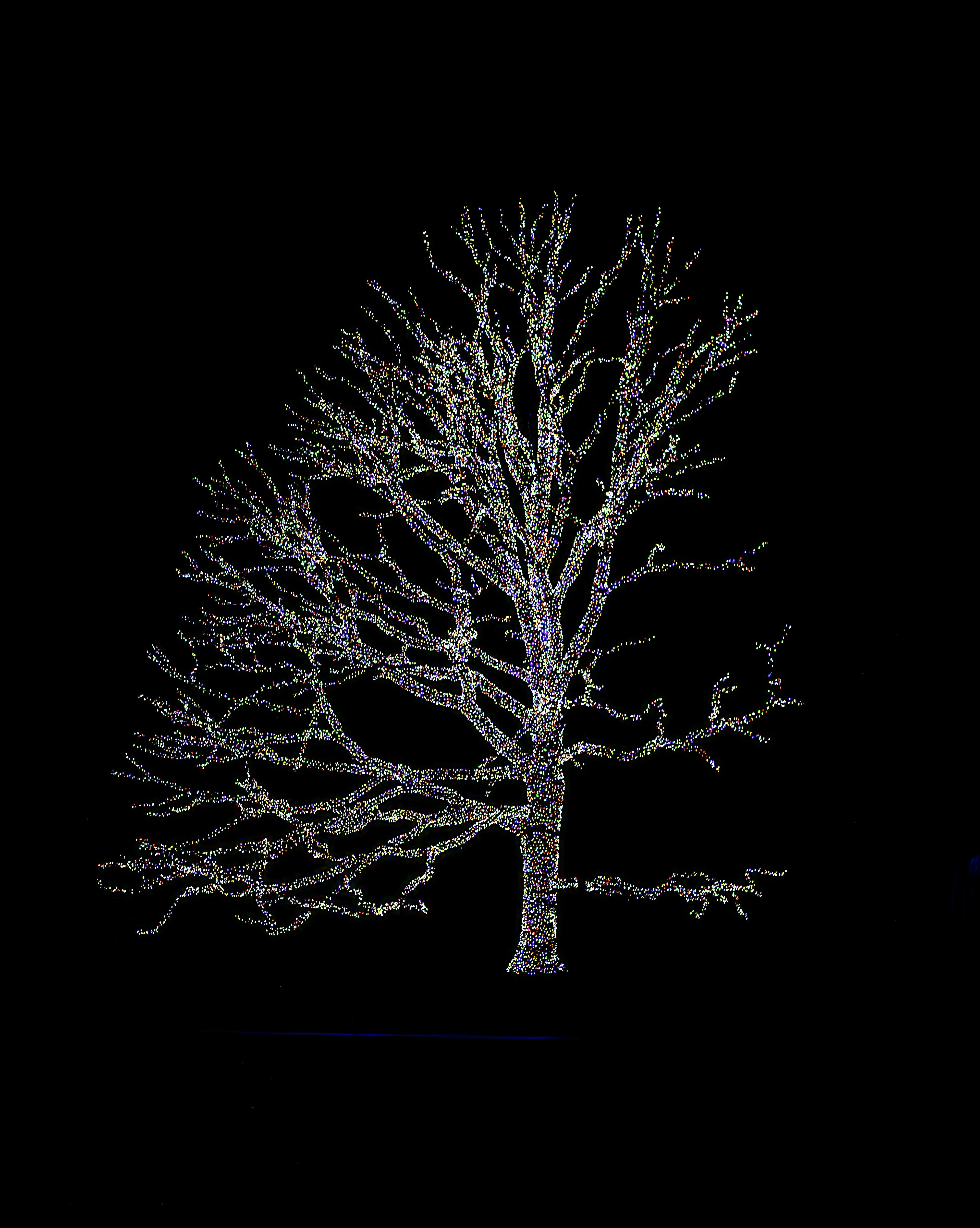 Un arbre nu couvert de lumières scintillantes la nuit.