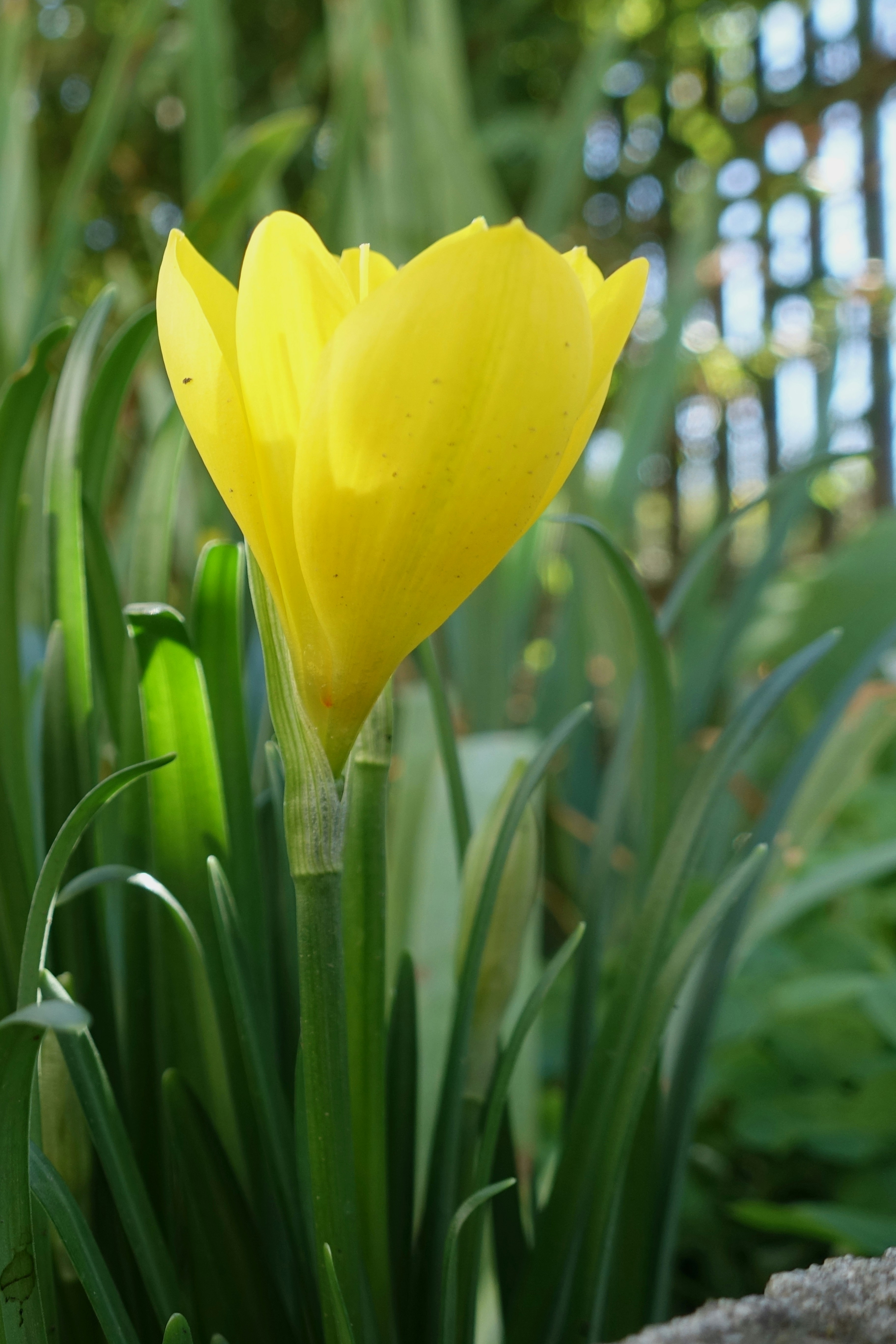 A single yellow tulip bud surrounded by green leaves.