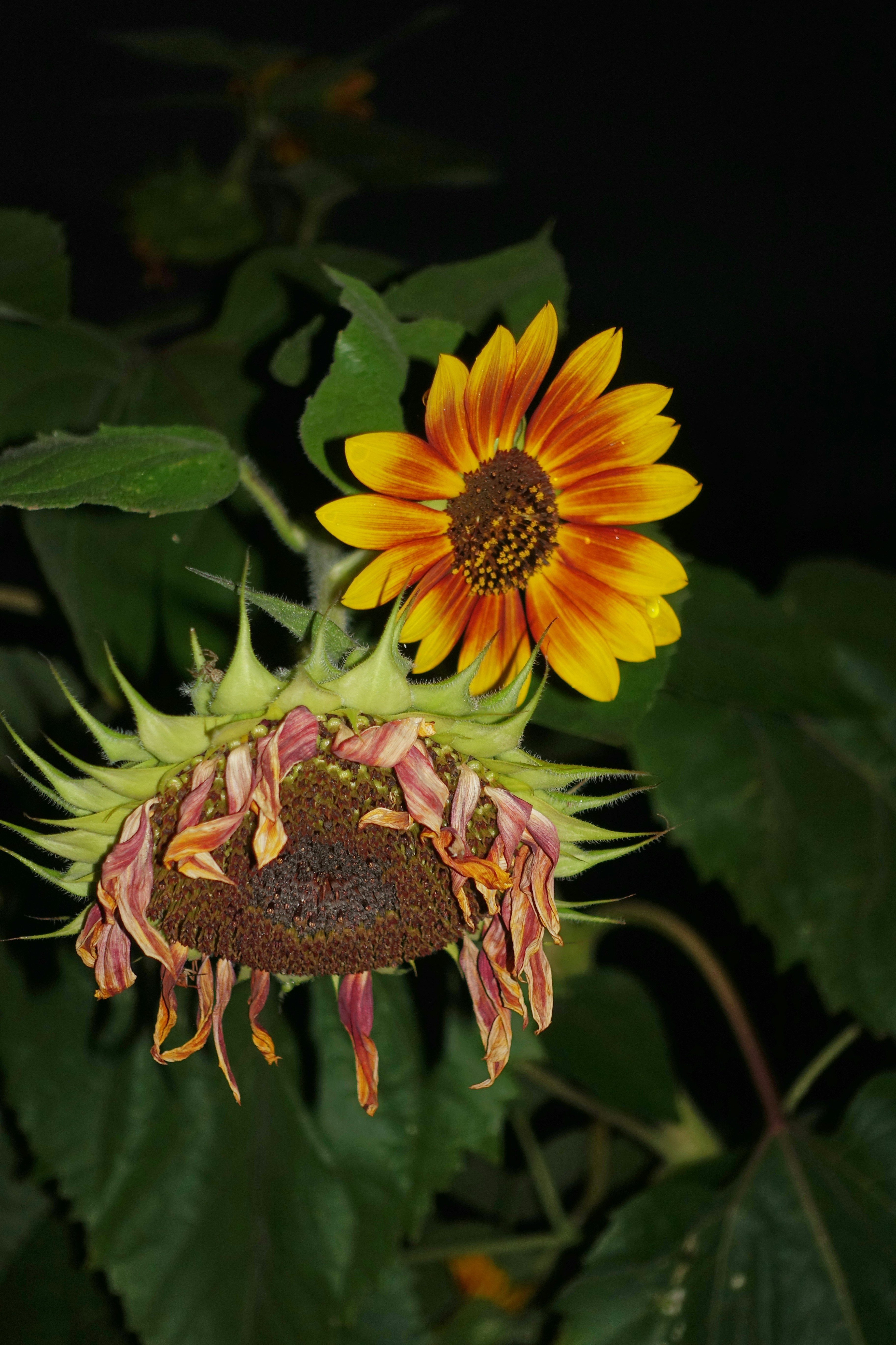 A vibrant sunflower blooms next to a wilting one.