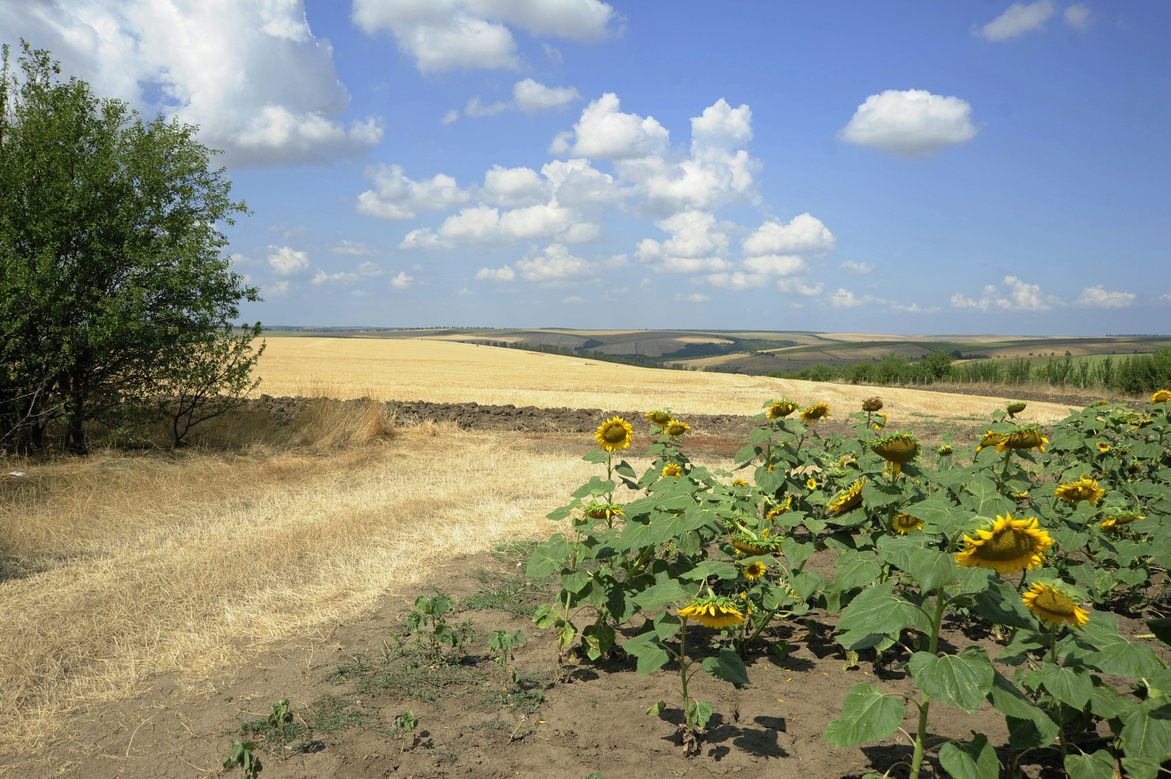 Field of sunflowers under a cloudy blue sky.