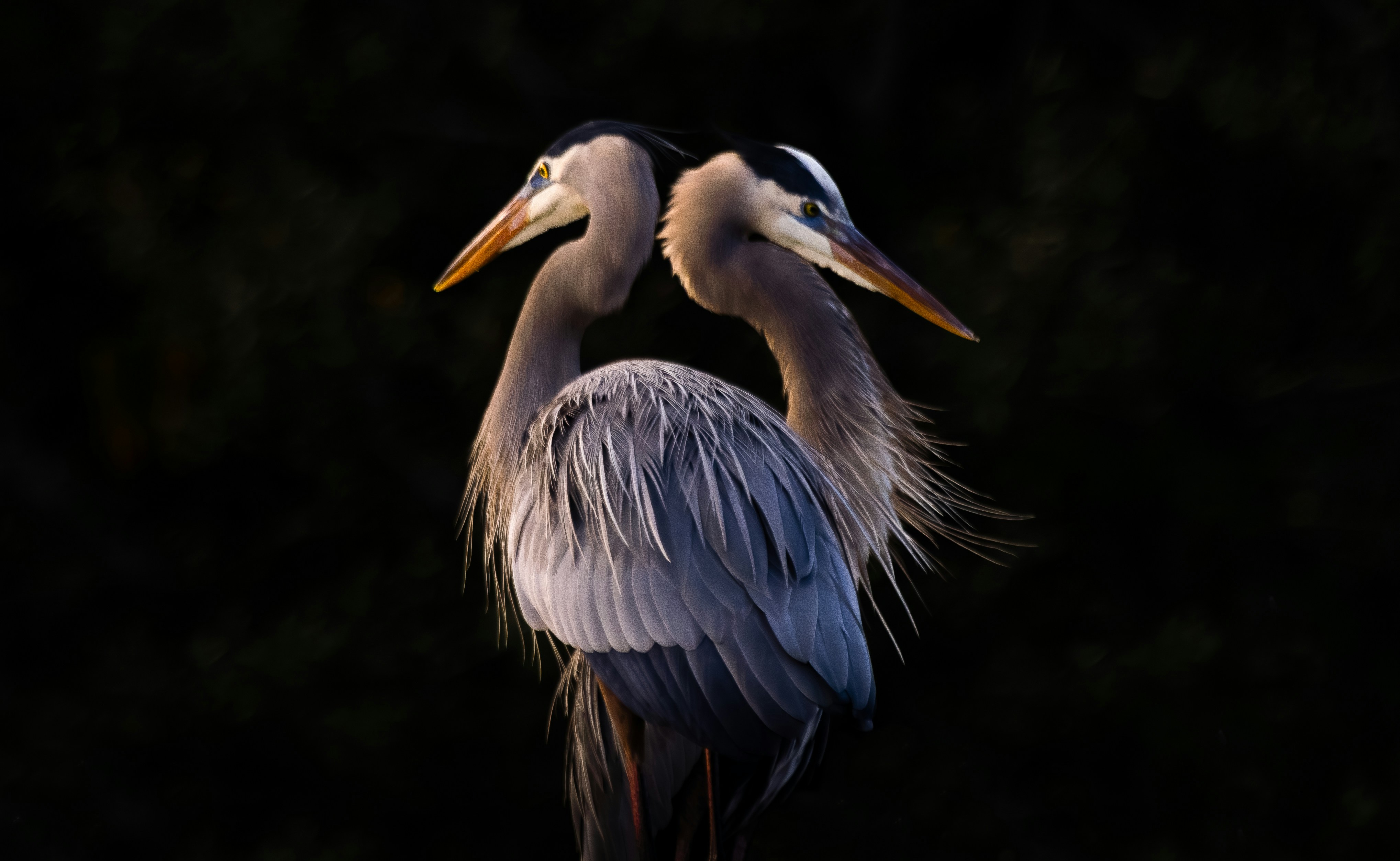 Two great blue herons stand close together