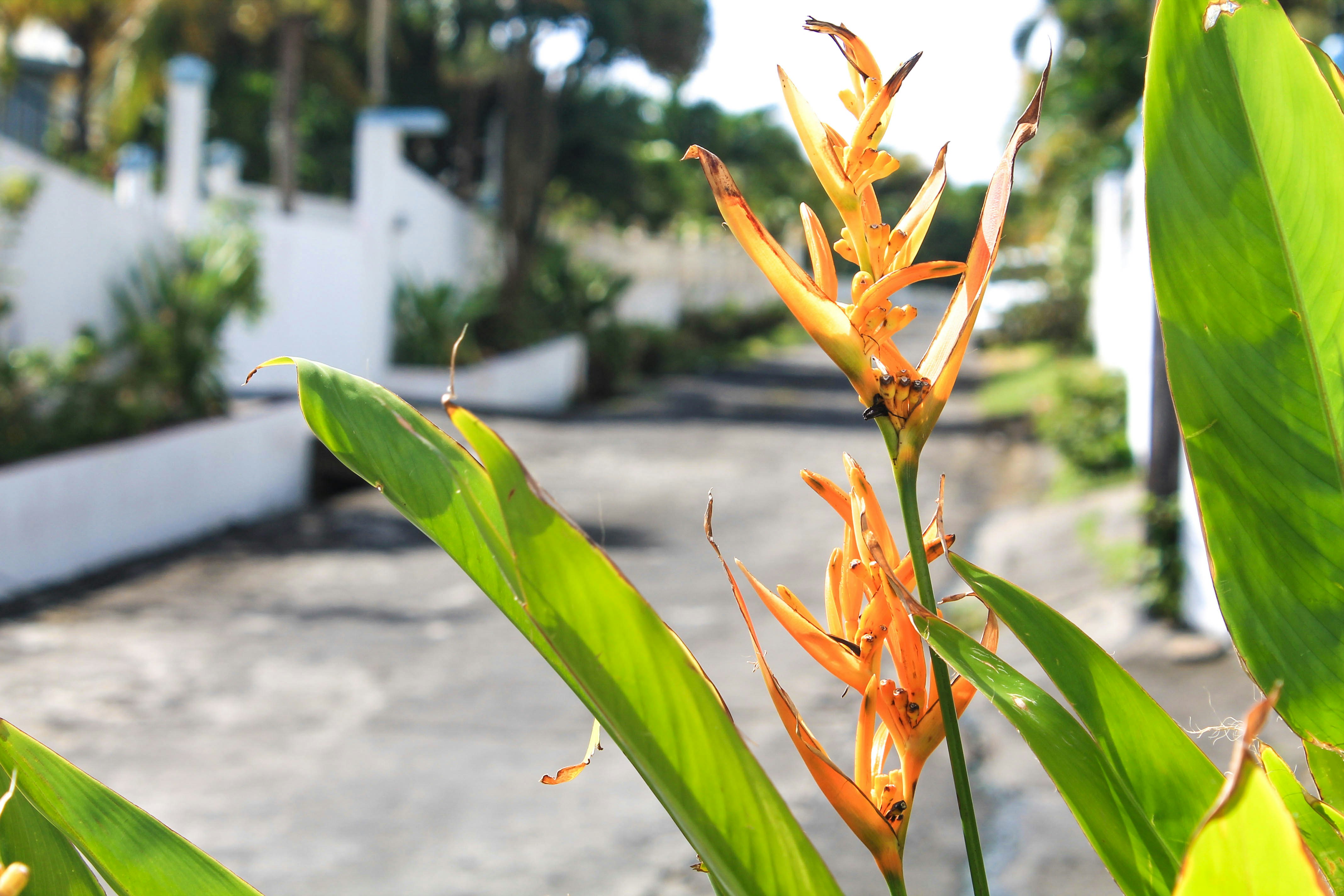Orange tropical flowers with green leaves and pathway - Free Photo on ...