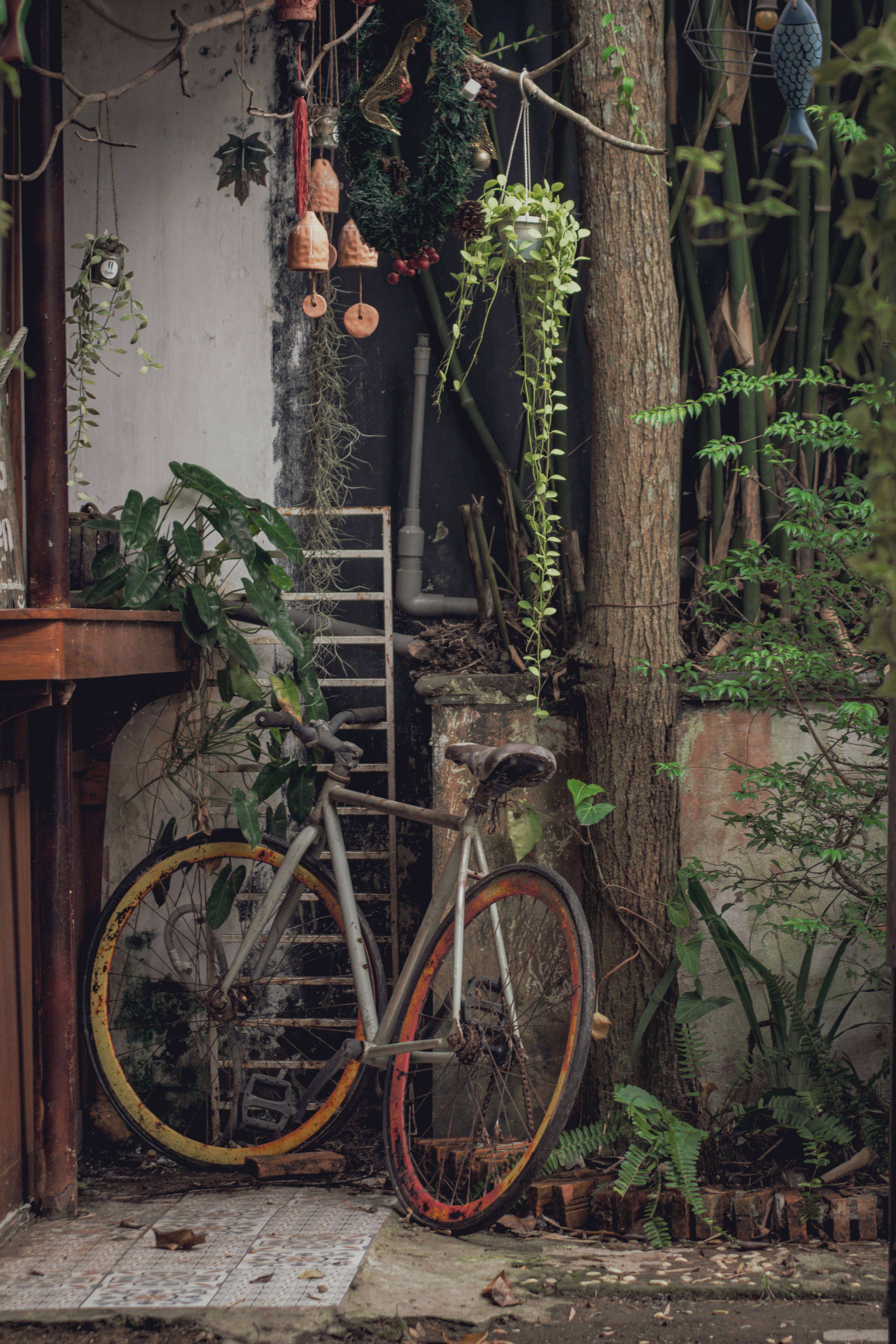 Old bicycle leaning against a tree with plants.