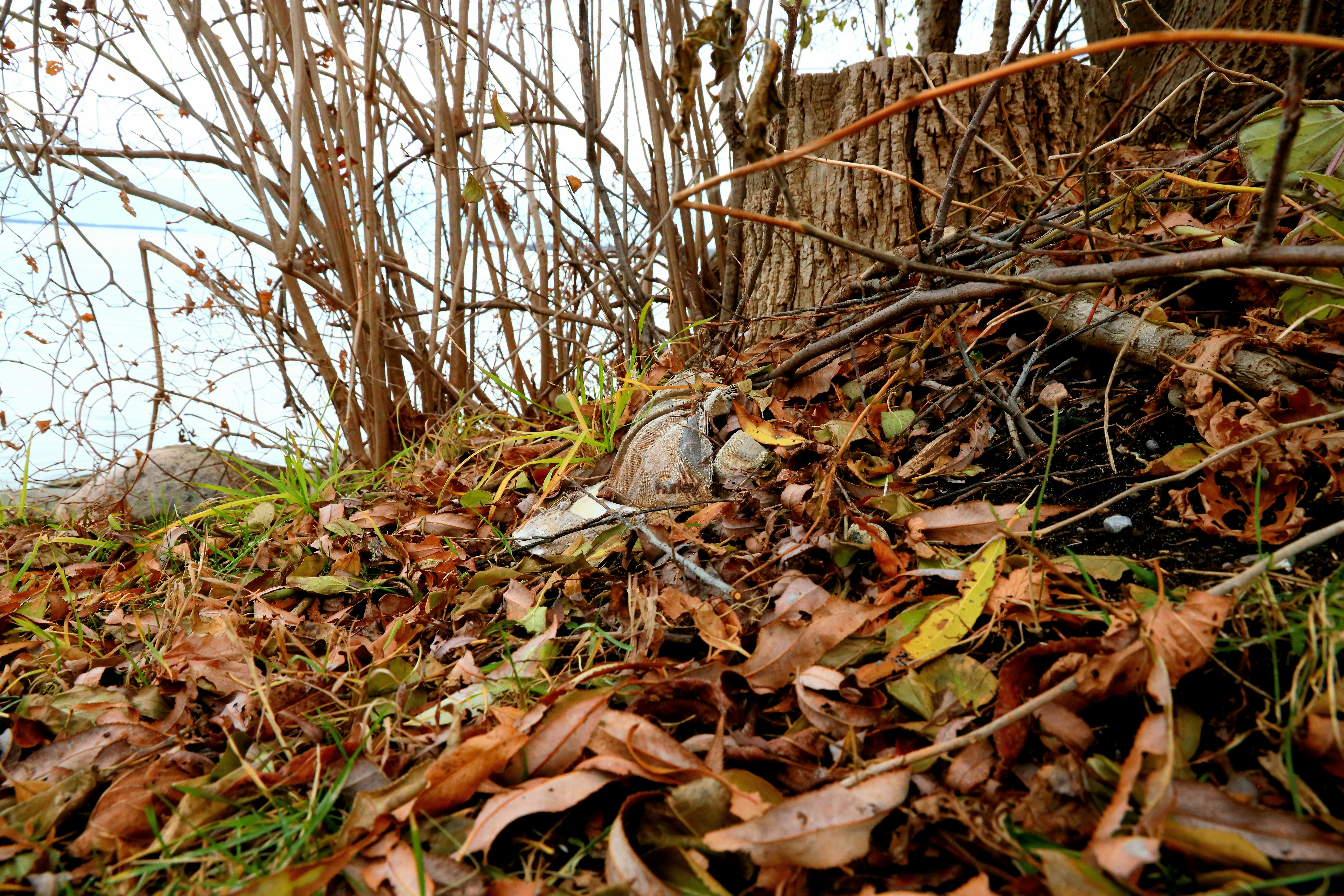 A bird rests among fallen autumn leaves near a tree.
