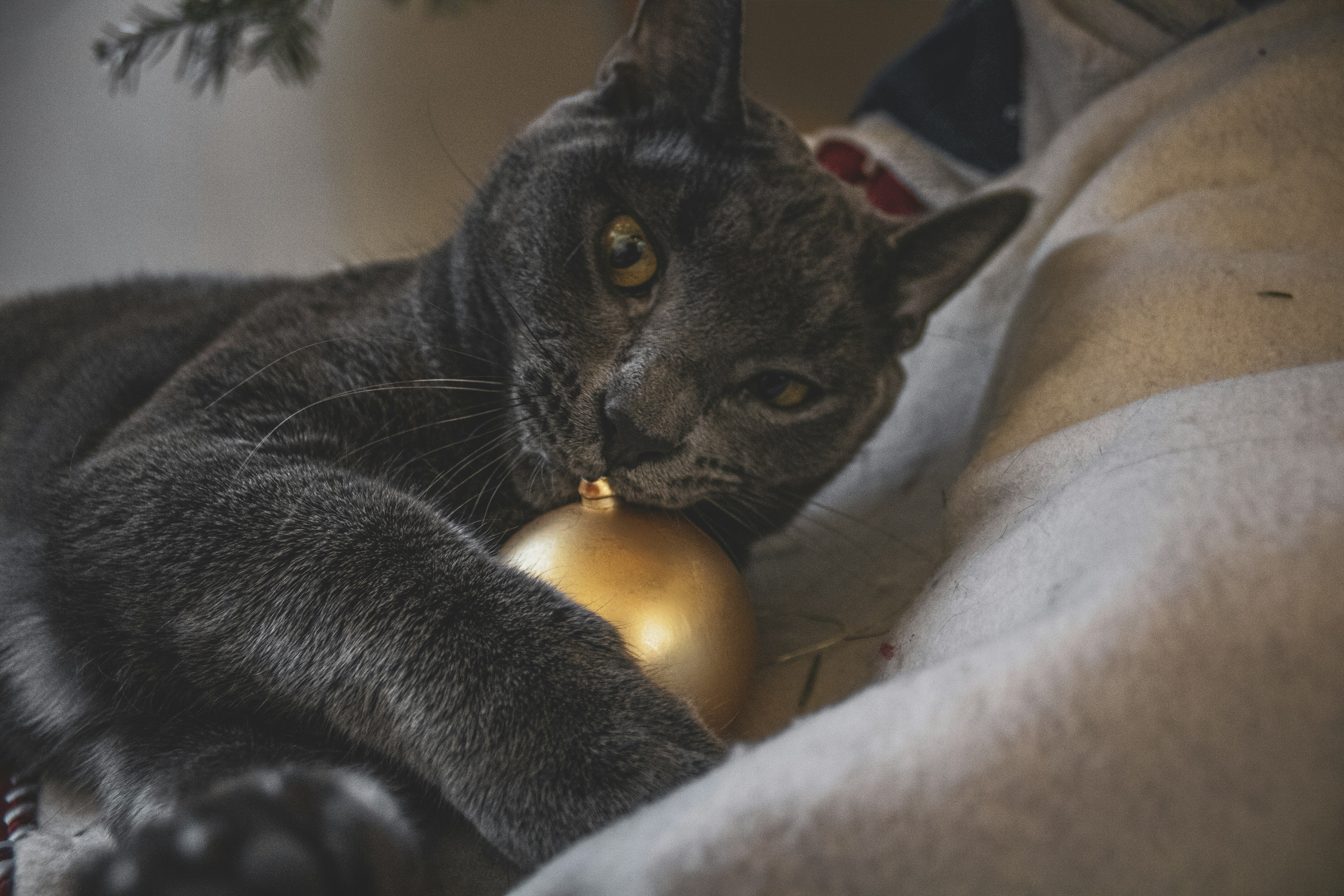 A gray cat plays with a golden christmas ornament